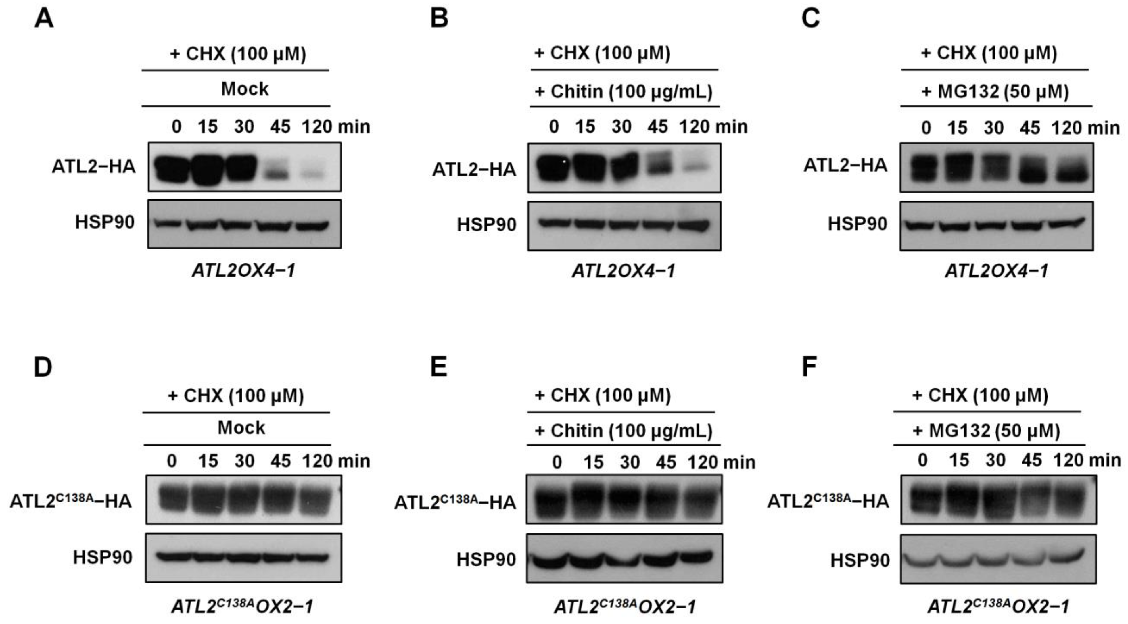 Ijms 25 02388 g005 Ijms 25 02388 g005