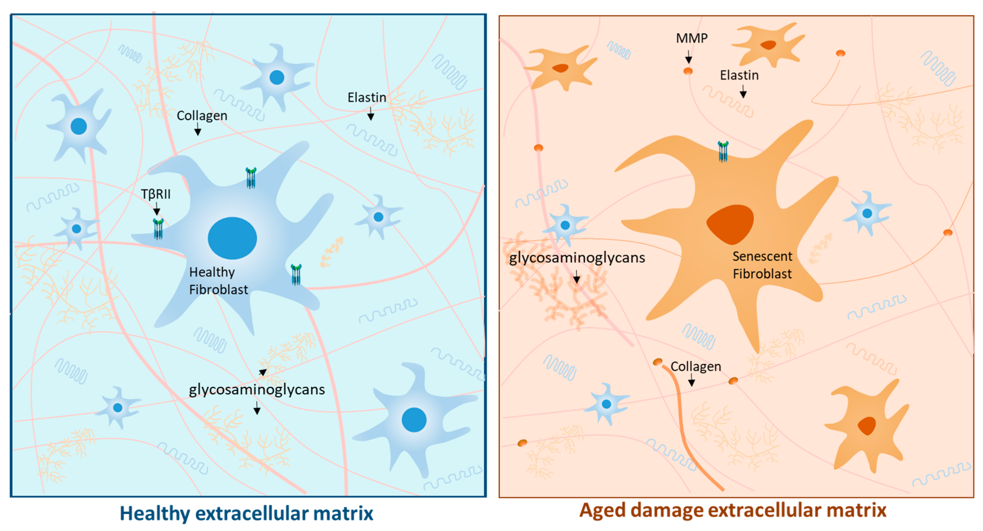 Ijms 25 02403 g001 Ijms 25 02403 g001