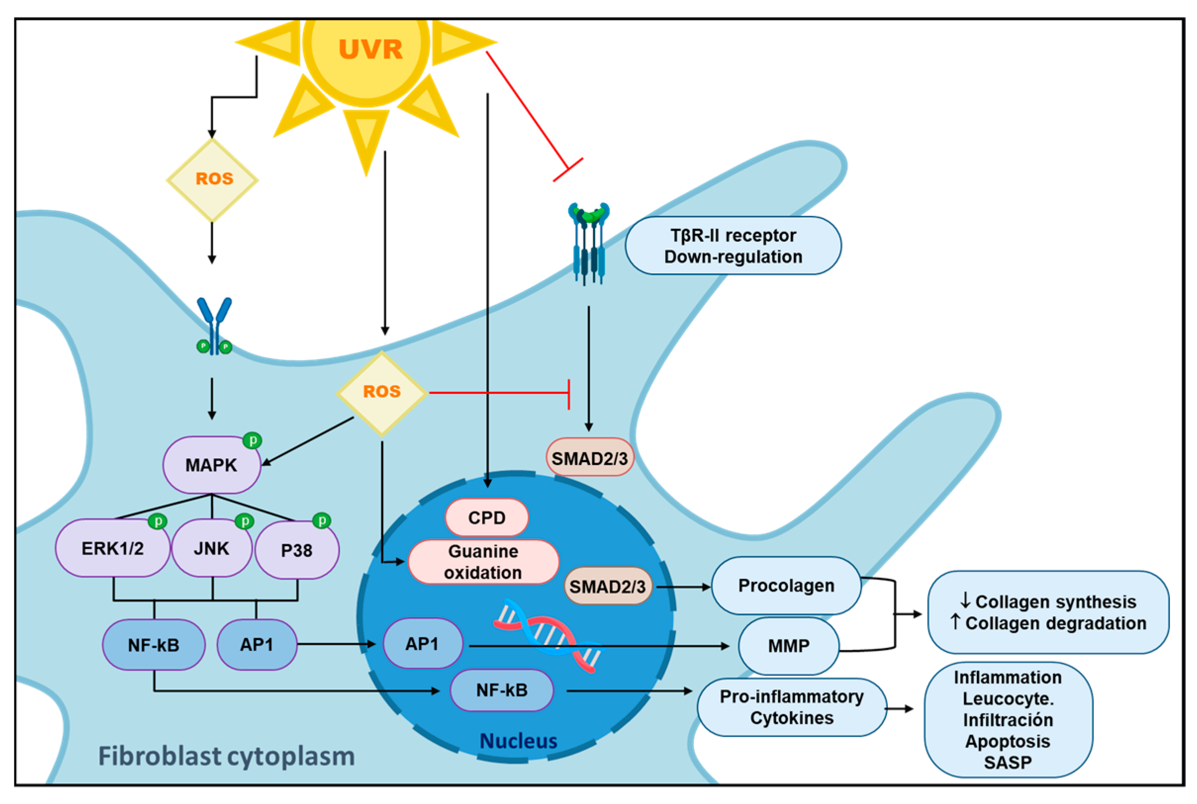 Ijms 25 02403 g002 Ijms 25 02403 g002