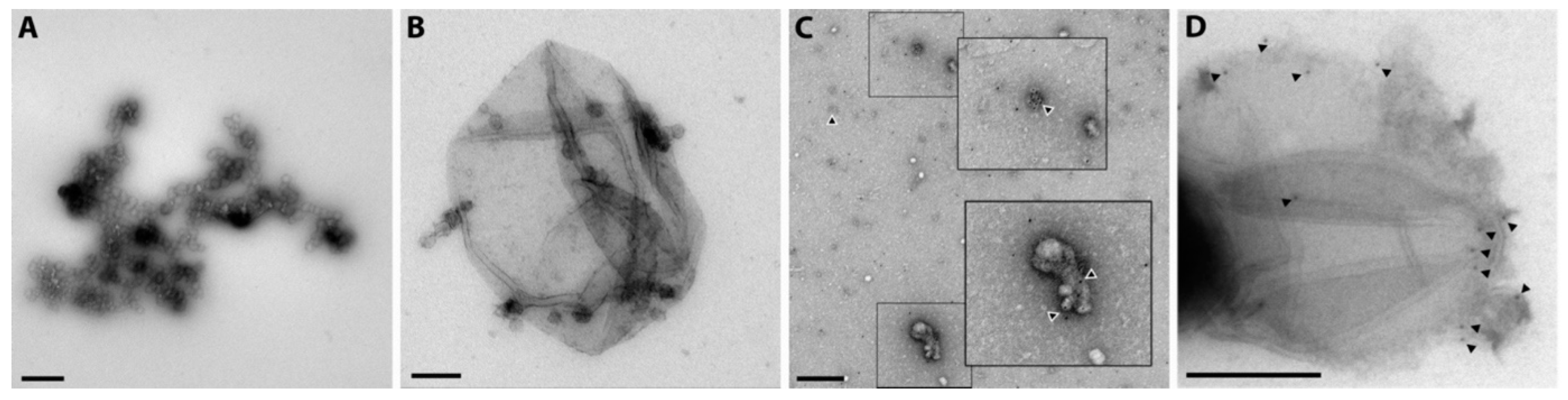 Ijms 25 02415 g005 Ijms 25 02415 g005