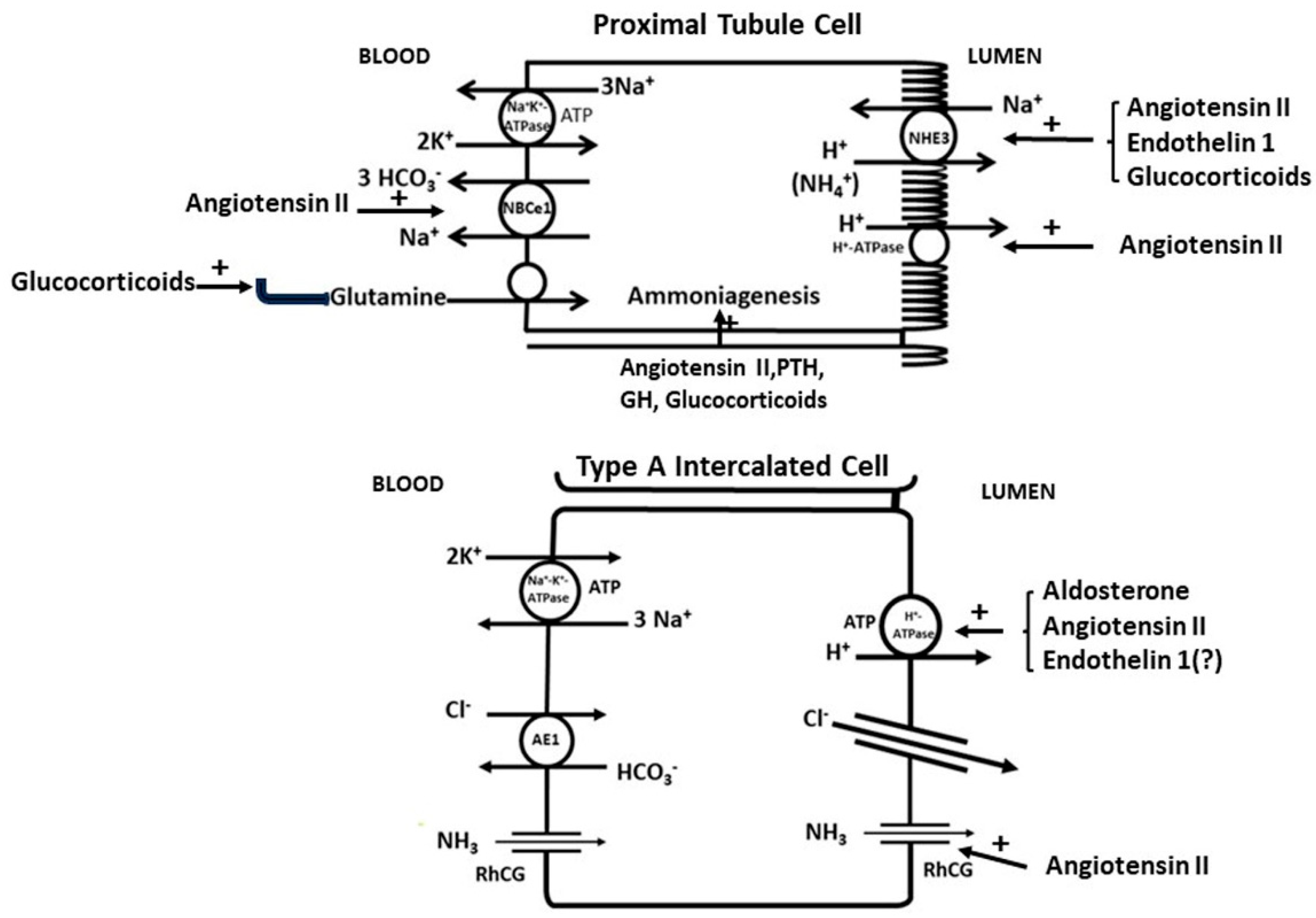 Ijms 25 02420 g002 Ijms 25 02420 g002
