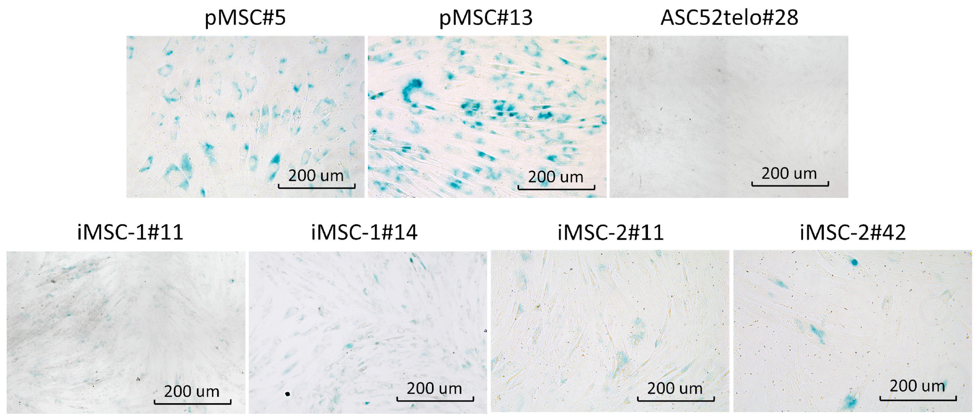 Ijms 25 02421 g003 Ijms 25 02421 g003