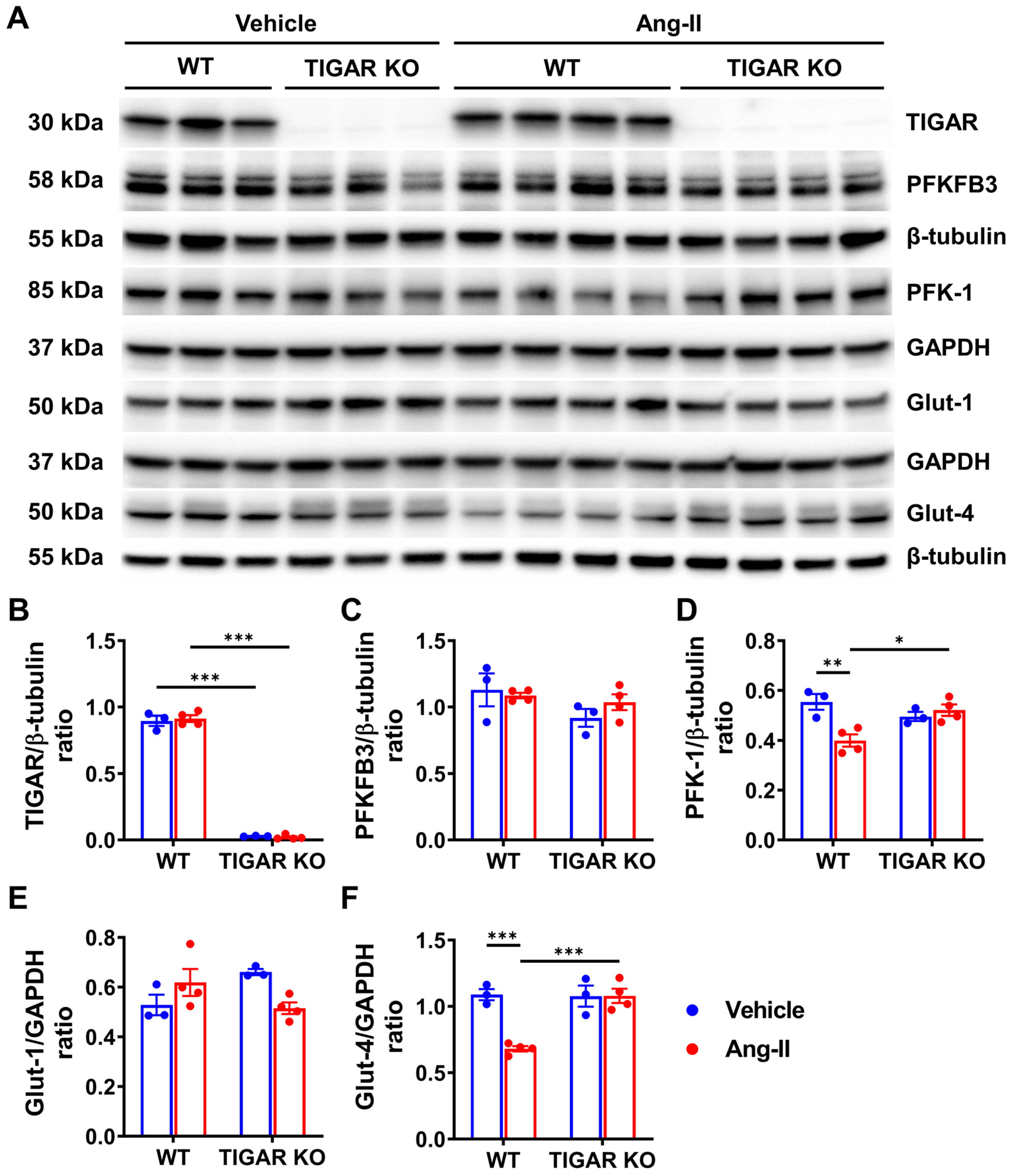 Ijms 25 02433 g004 Ijms 25 02433 g004