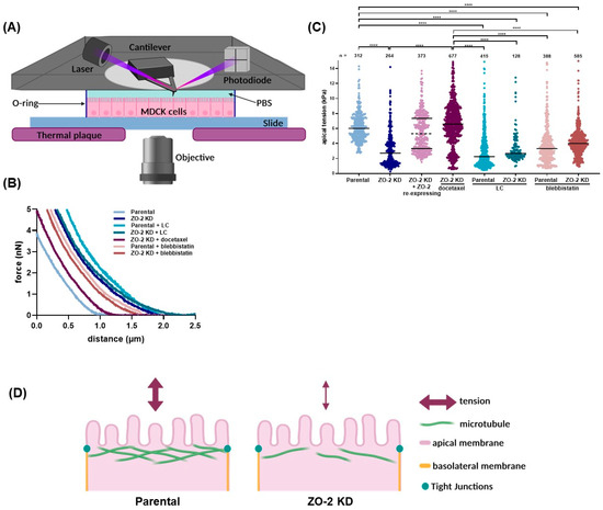 The Role of ZO-2 in Modulating JAM-A and γ-Actin Junctional