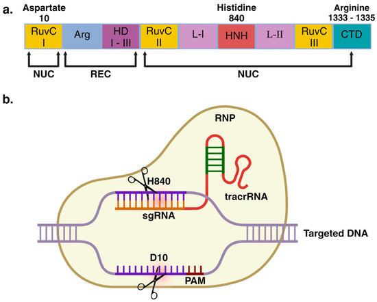 Deciphering the Functions of Raphe–Hippocampal Serotonergic