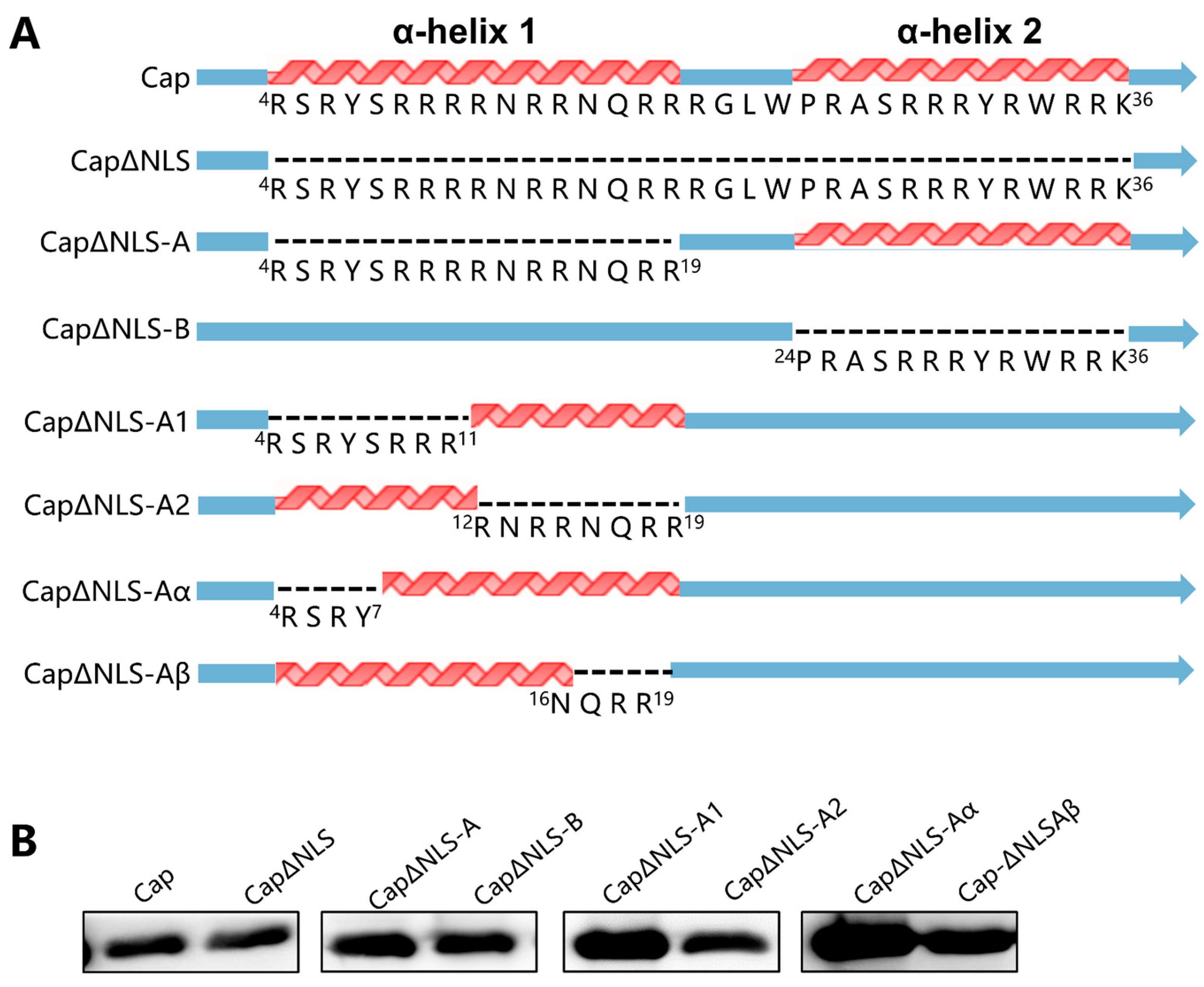 Ijms 25 02459 g003 Ijms 25 02459 g003