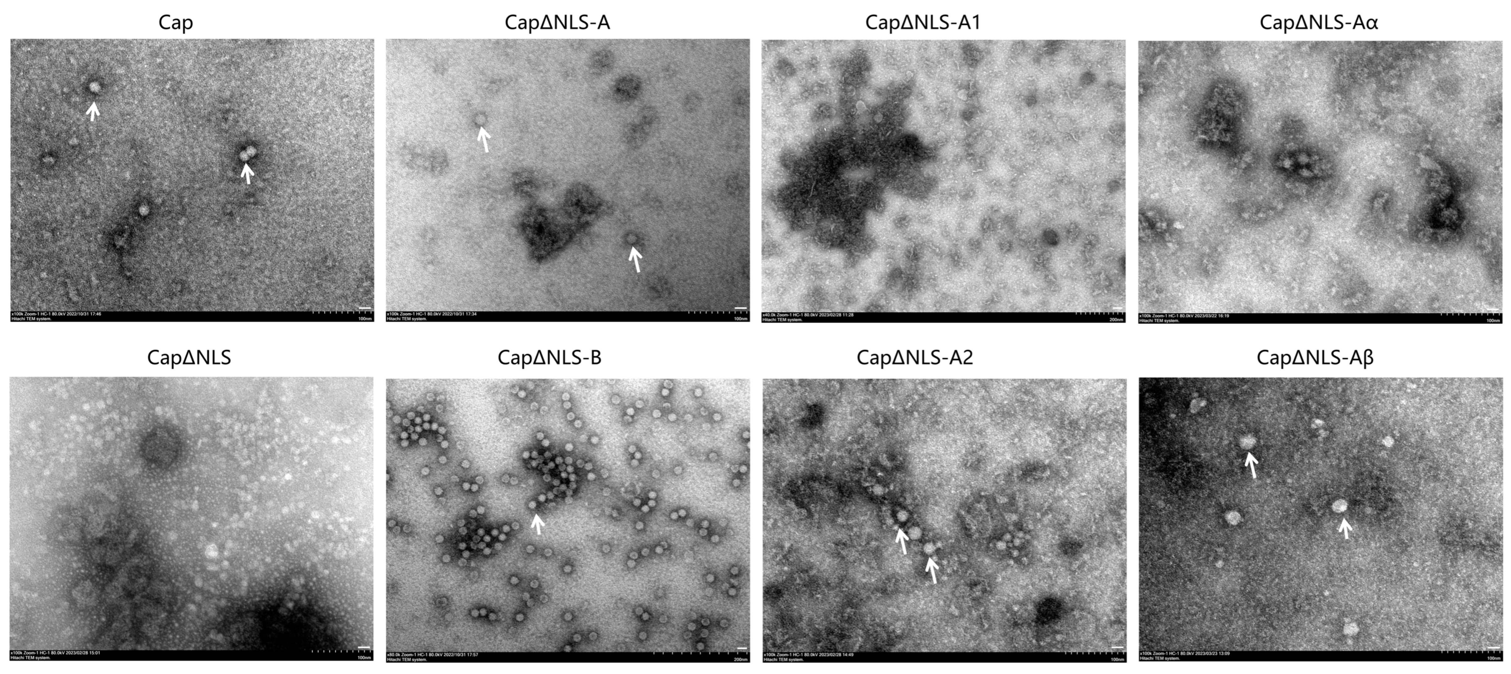 Ijms 25 02459 g004 Ijms 25 02459 g004