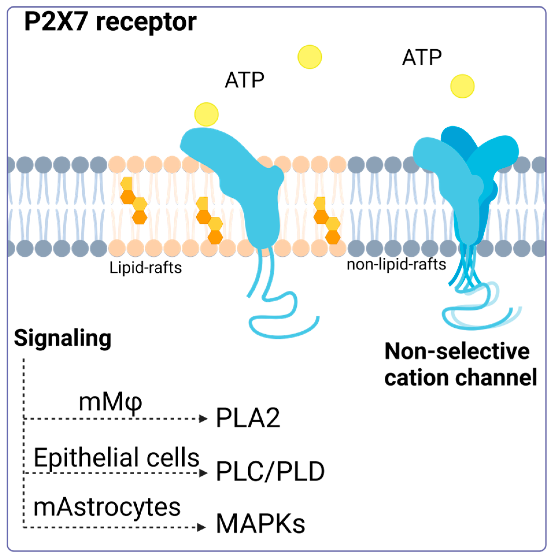 Ijms 25 02495 g001 Ijms 25 02495 g001