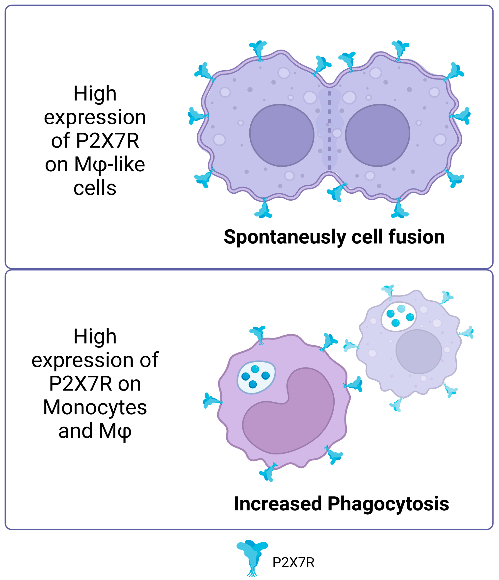 Ijms 25 02495 g002 Ijms 25 02495 g002