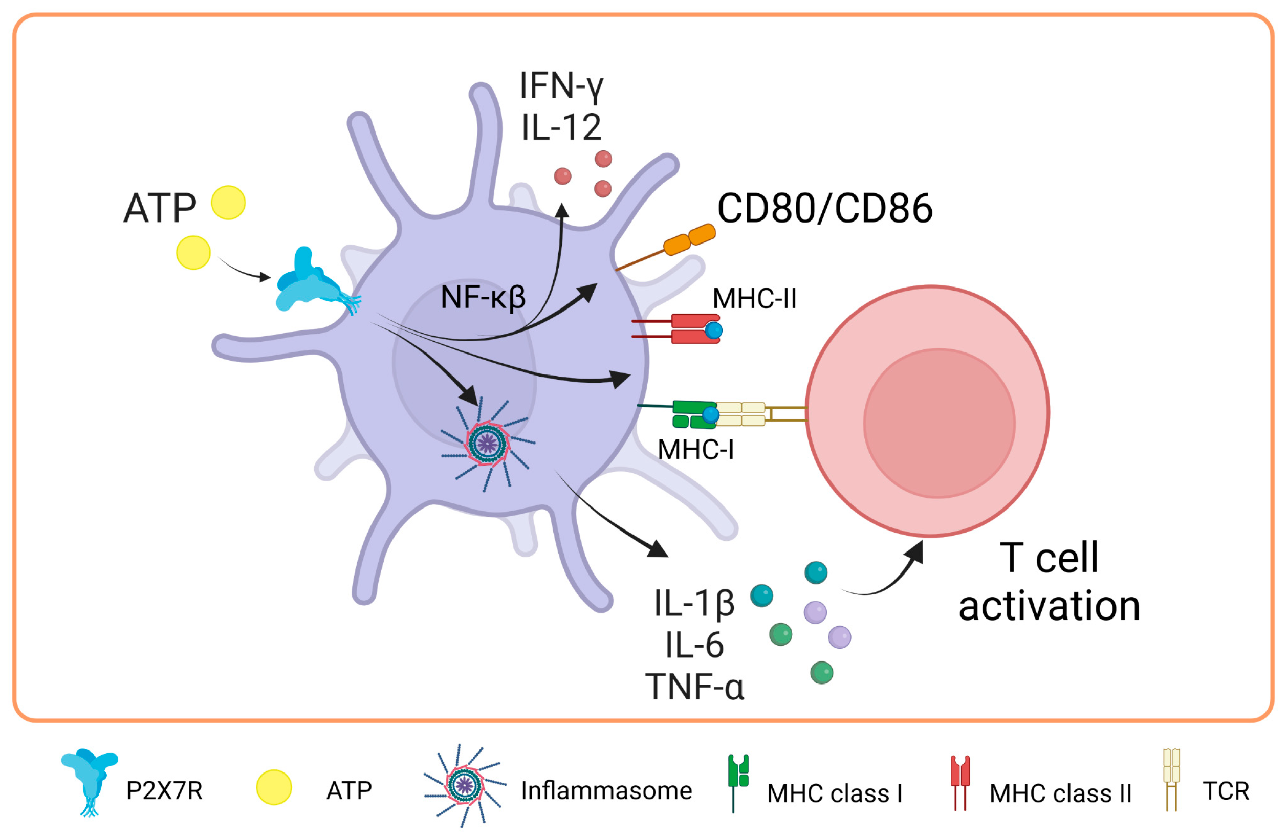 Ijms 25 02495 g003 Ijms 25 02495 g003