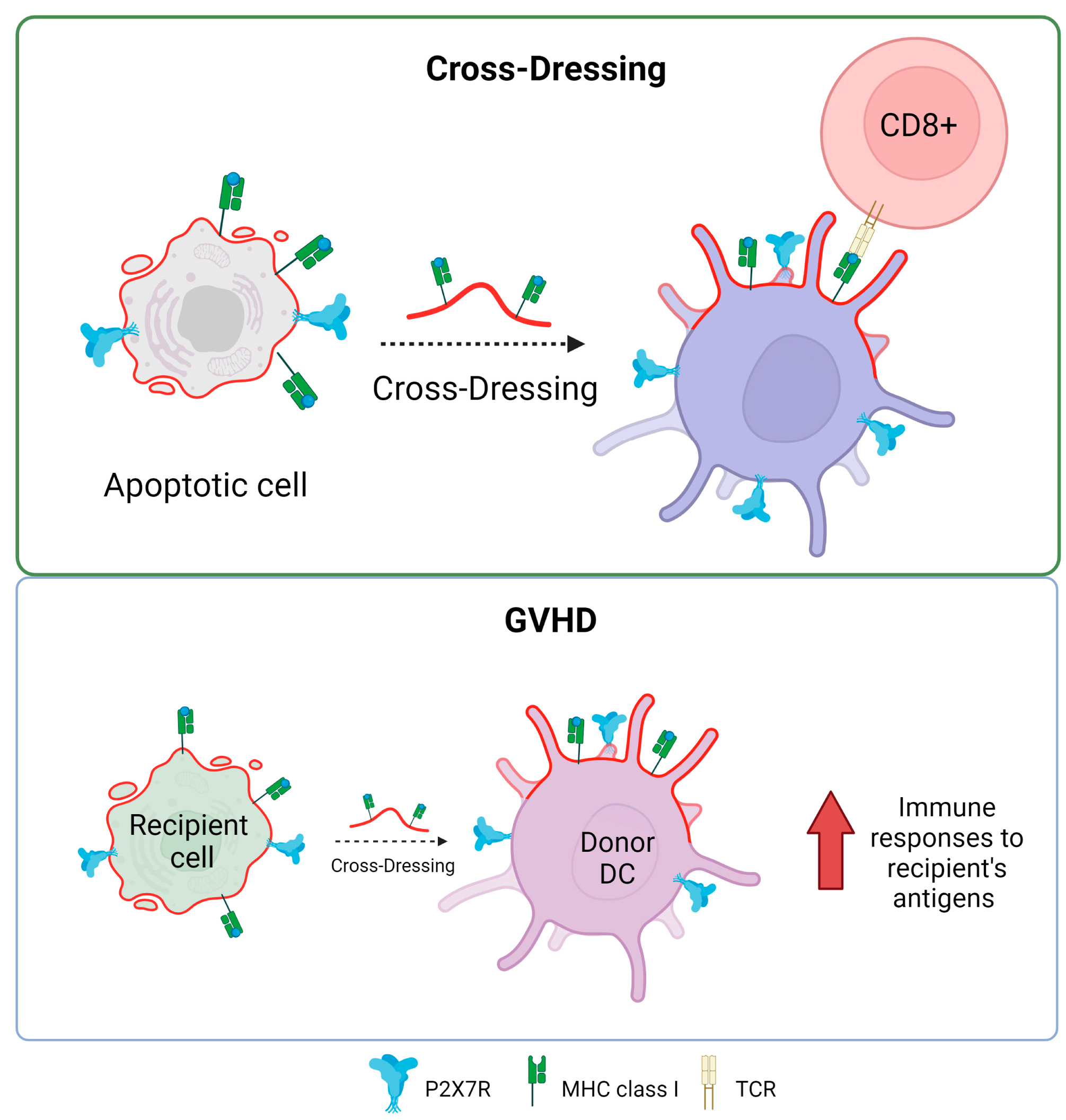 Ijms 25 02495 g004 Ijms 25 02495 g004