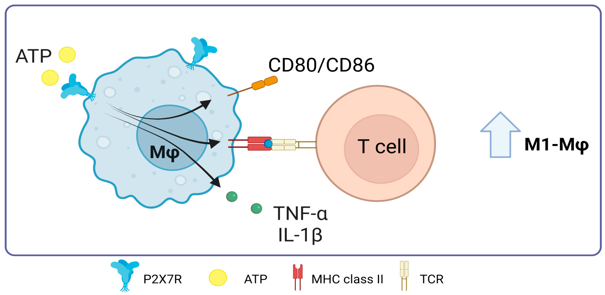 Ijms 25 02495 g006 Ijms 25 02495 g006
