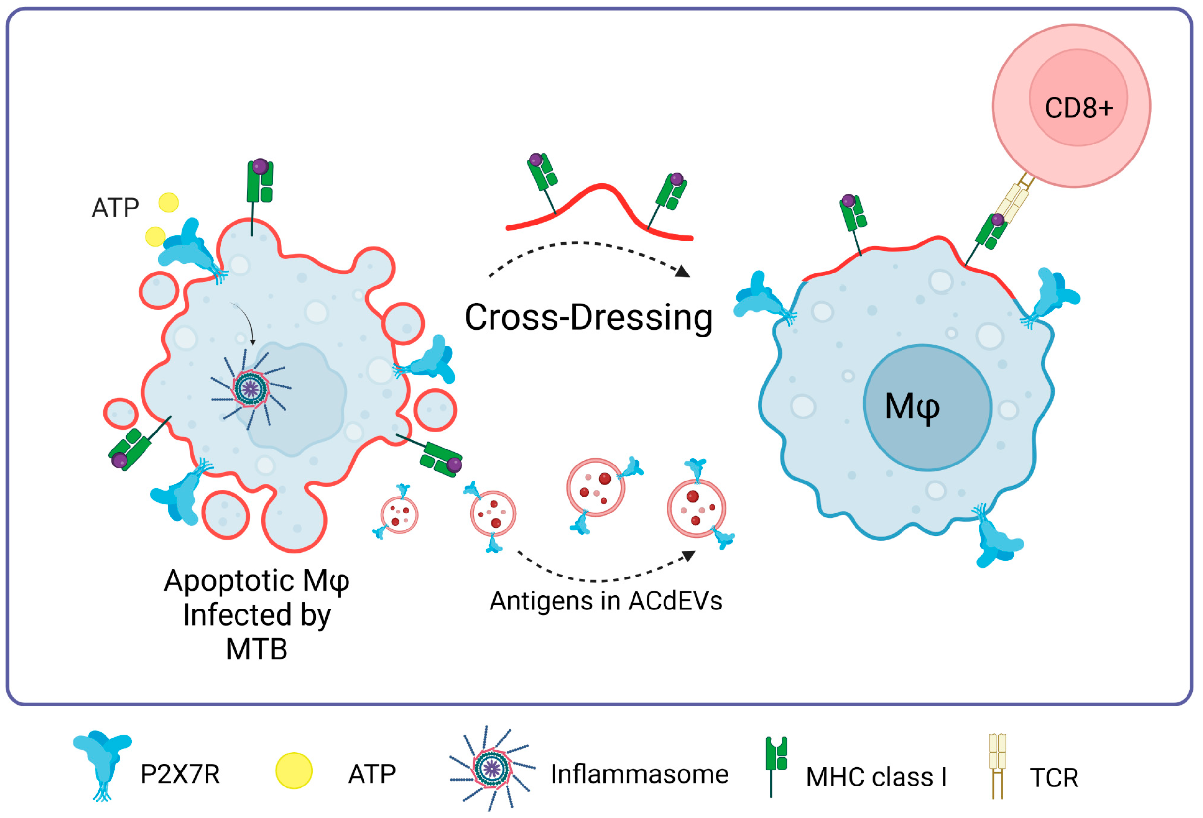 Ijms 25 02495 g007 Ijms 25 02495 g007