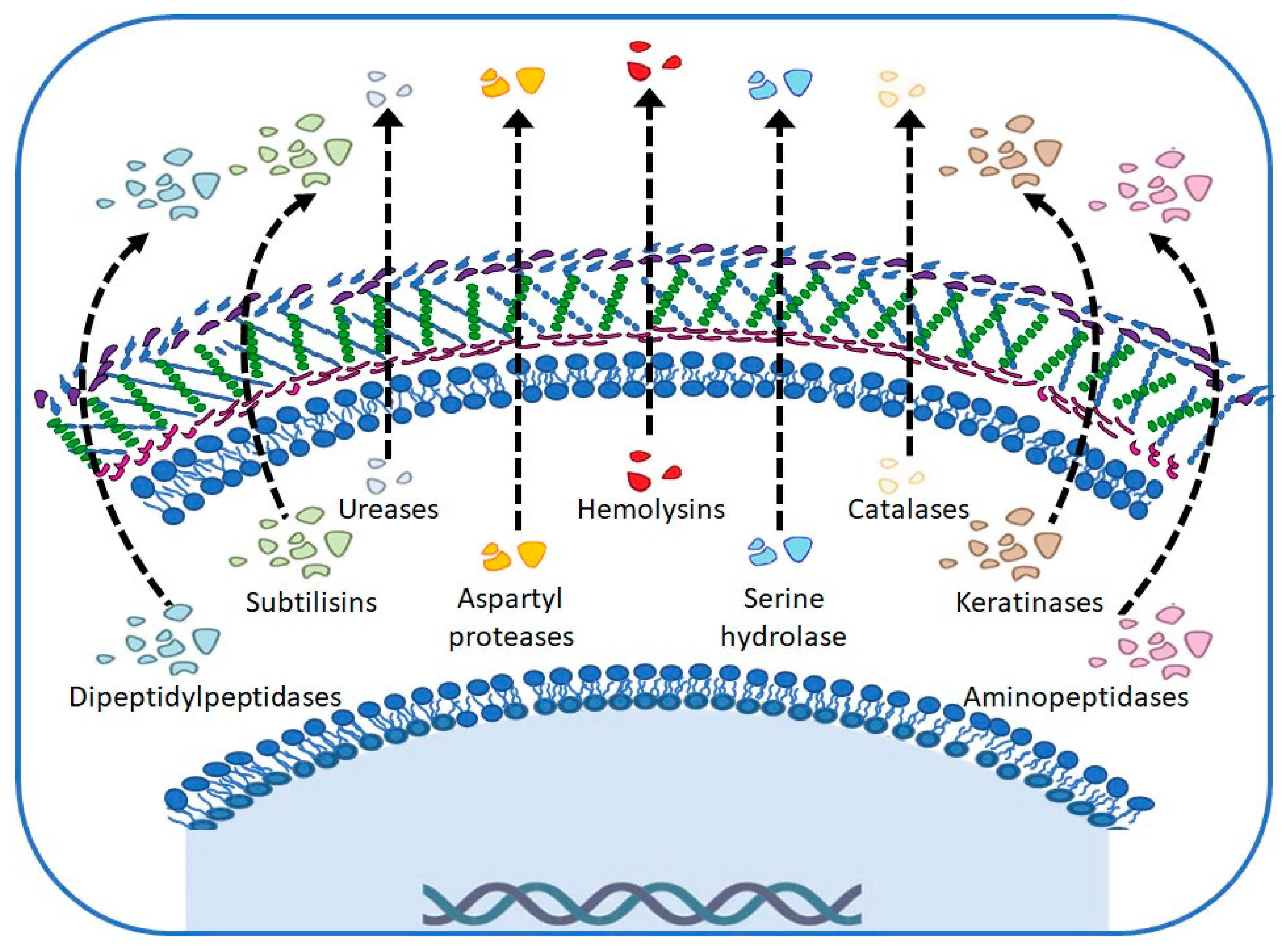 Ijms 25 02533 g003 Ijms 25 02533 g003