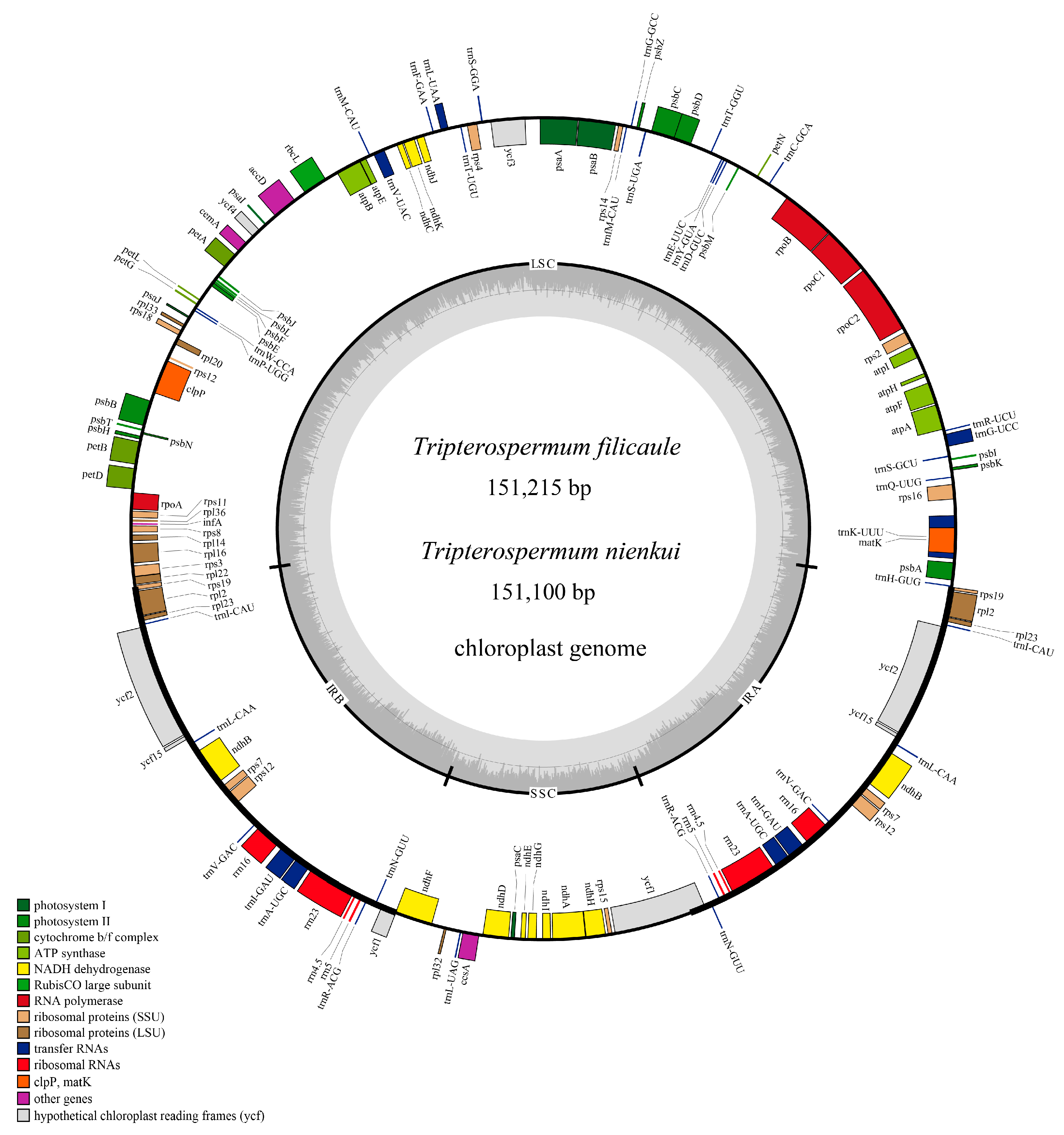 Ijms 25 02534 g001 Ijms 25 02534 g001