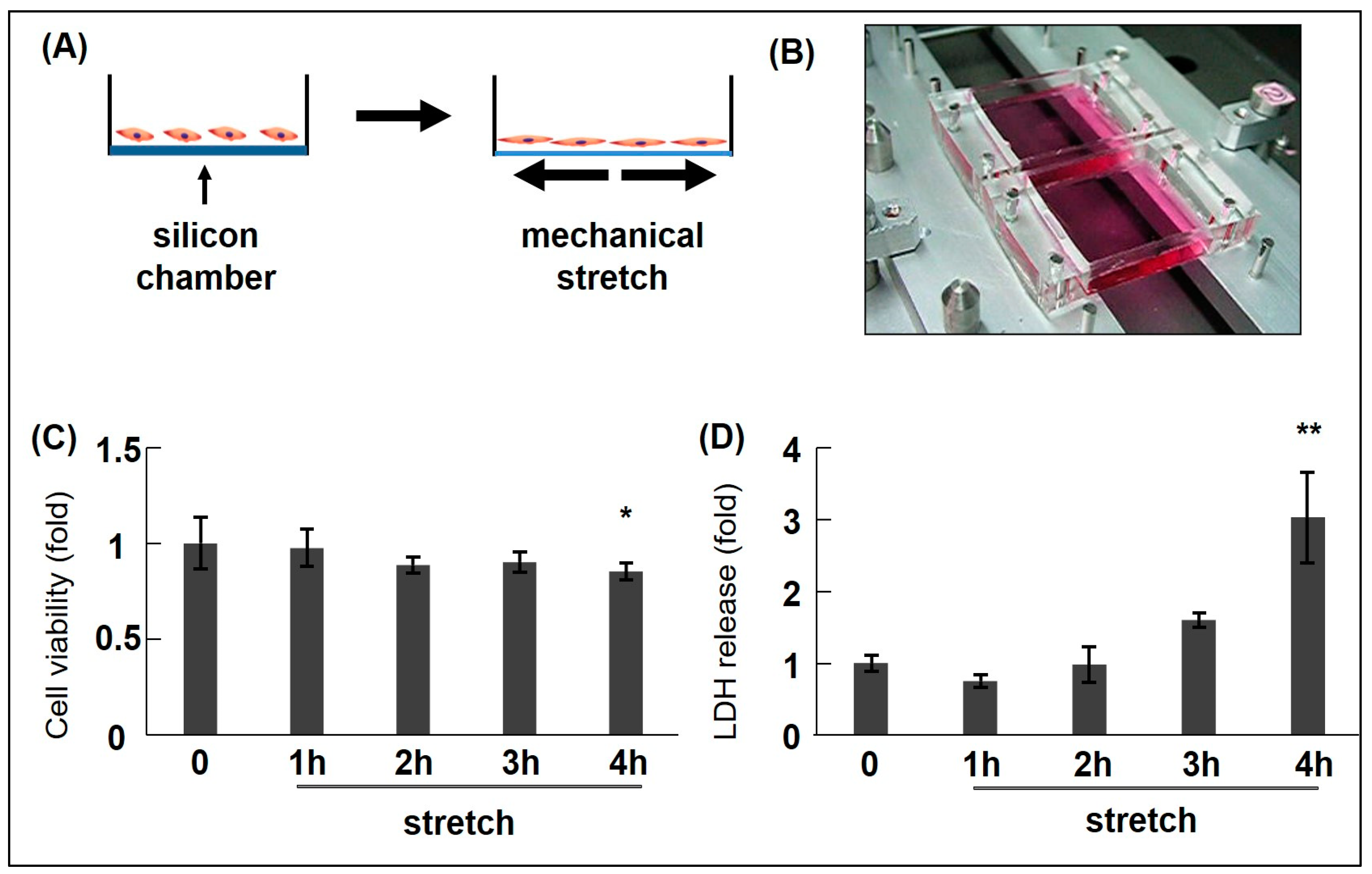 Ijms 25 02544 g001 Ijms 25 02544 g001