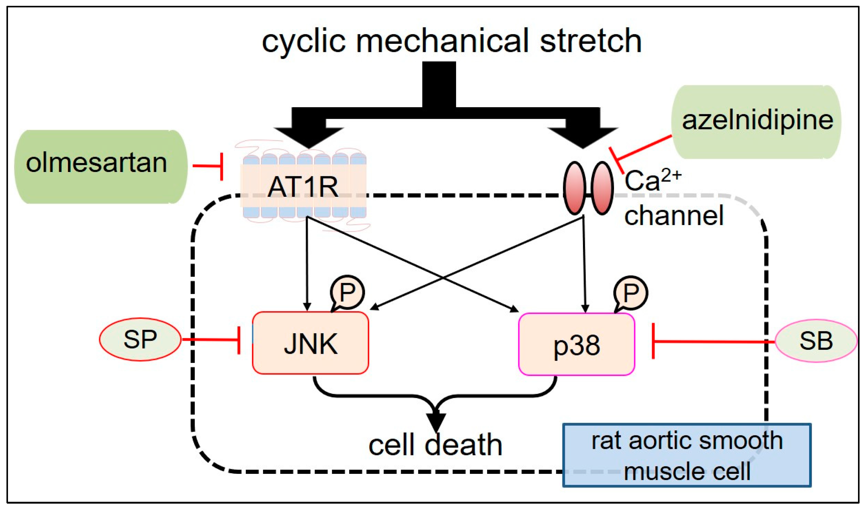 Ijms 25 02544 g002 Ijms 25 02544 g002