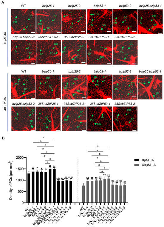Identification of bZIP Transcription Factors That Regulate