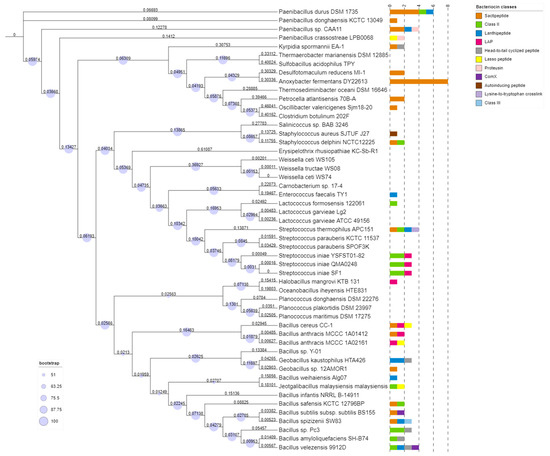 In Silico Screening of Bacteriocin Gene Clusters within a Set of 