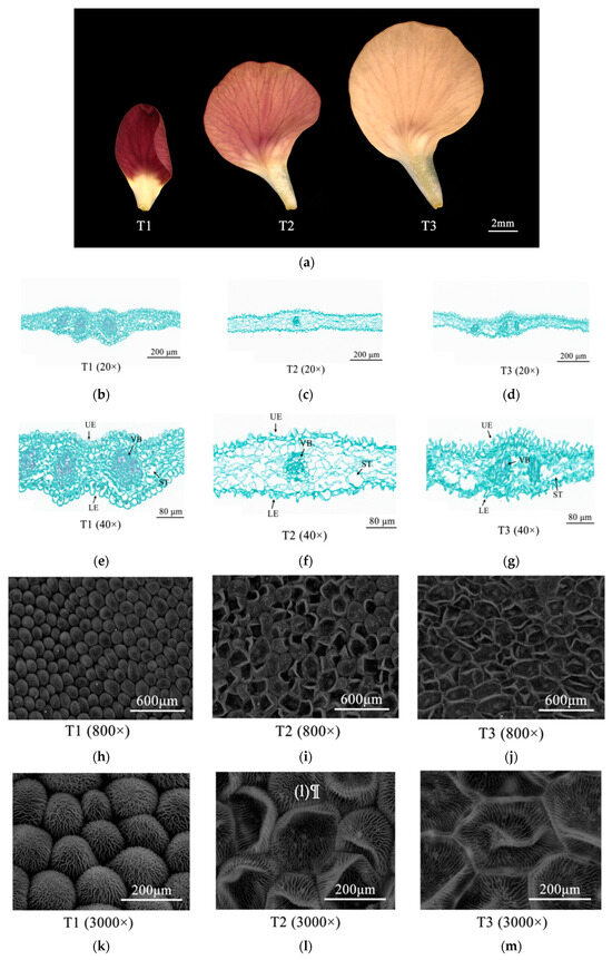専用2 専用2 ZX II プロテクター