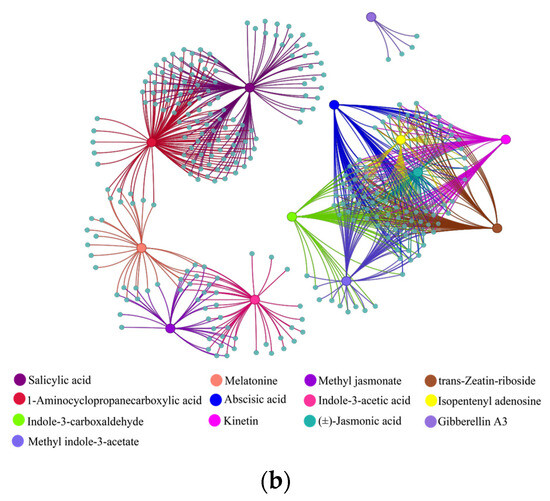 Multi-Omics Analysis Reveals That Anthocyanin Degradation