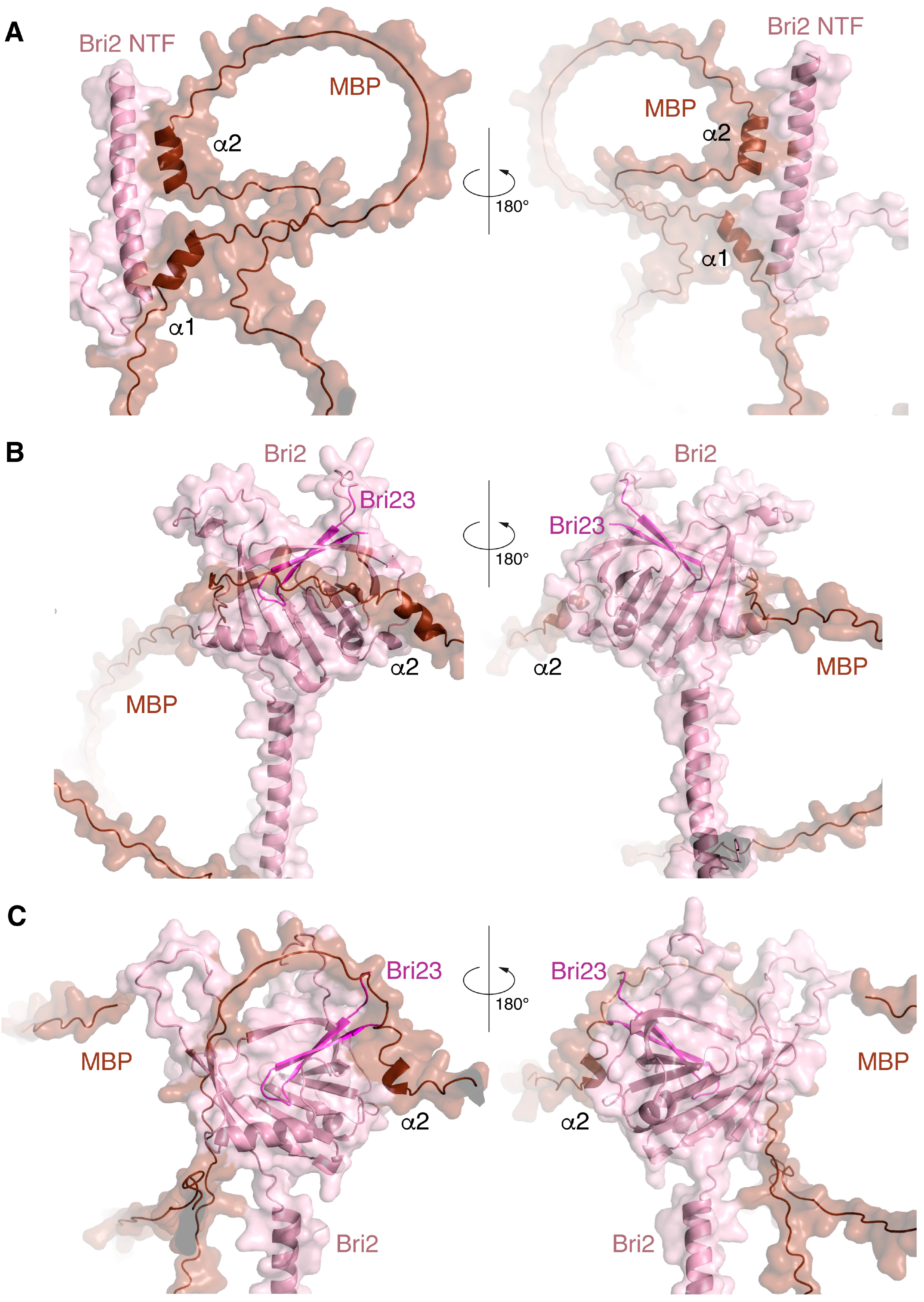 Ijms 25 02608 g003 Ijms 25 02608 g003
