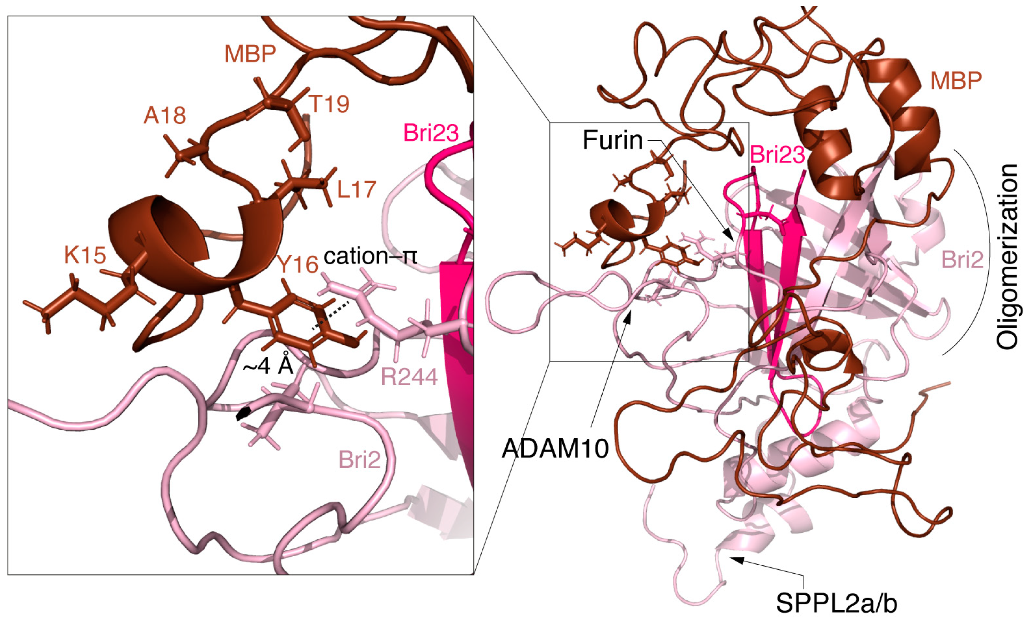 Ijms 25 02608 g006 Ijms 25 02608 g006