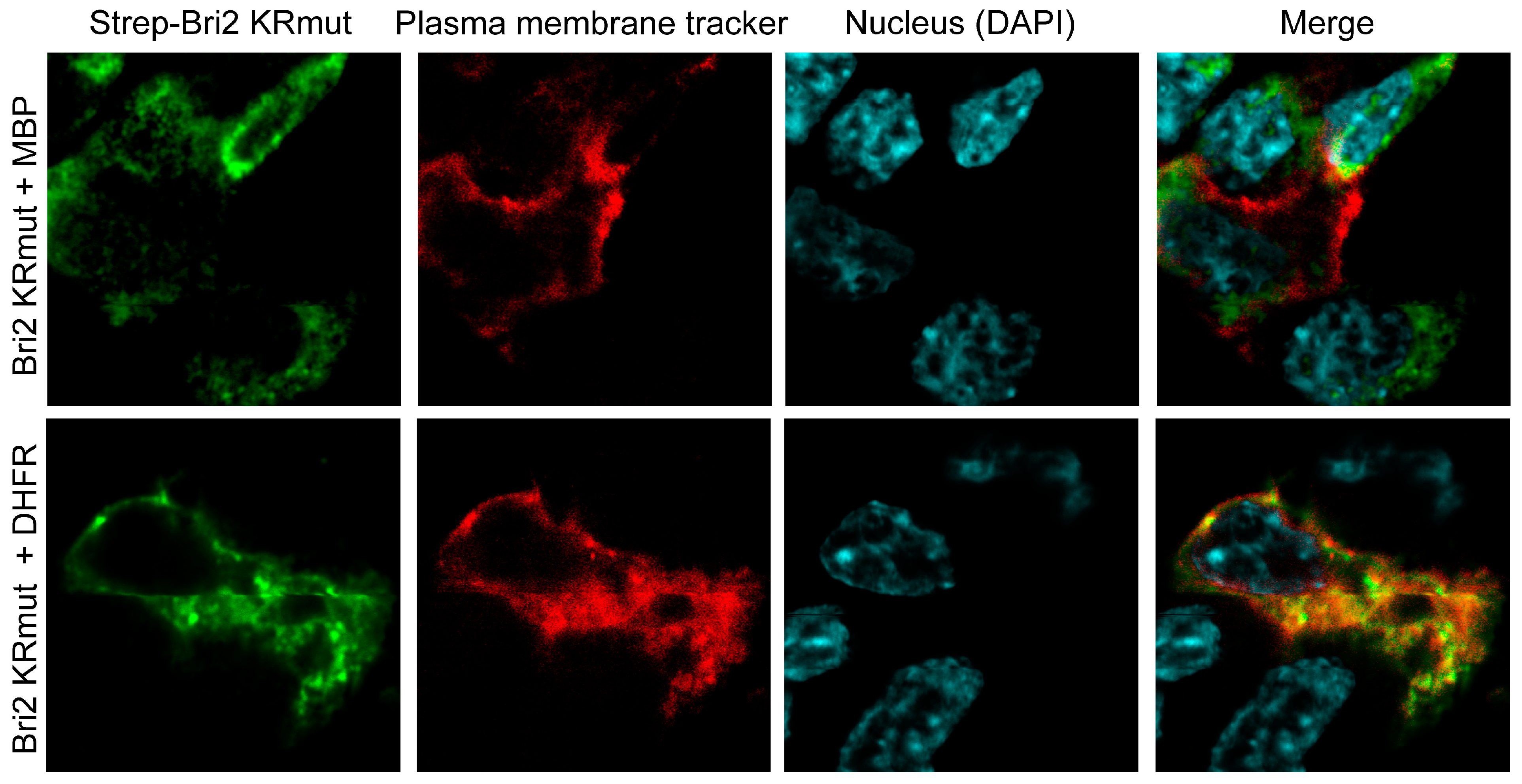 Ijms 25 02608 g008 Ijms 25 02608 g008