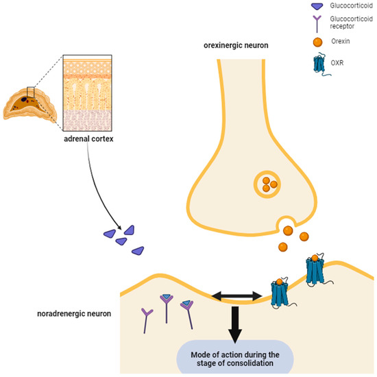 Orexins/Hypocretins: Gatekeepers of Social Interaction and Motivation