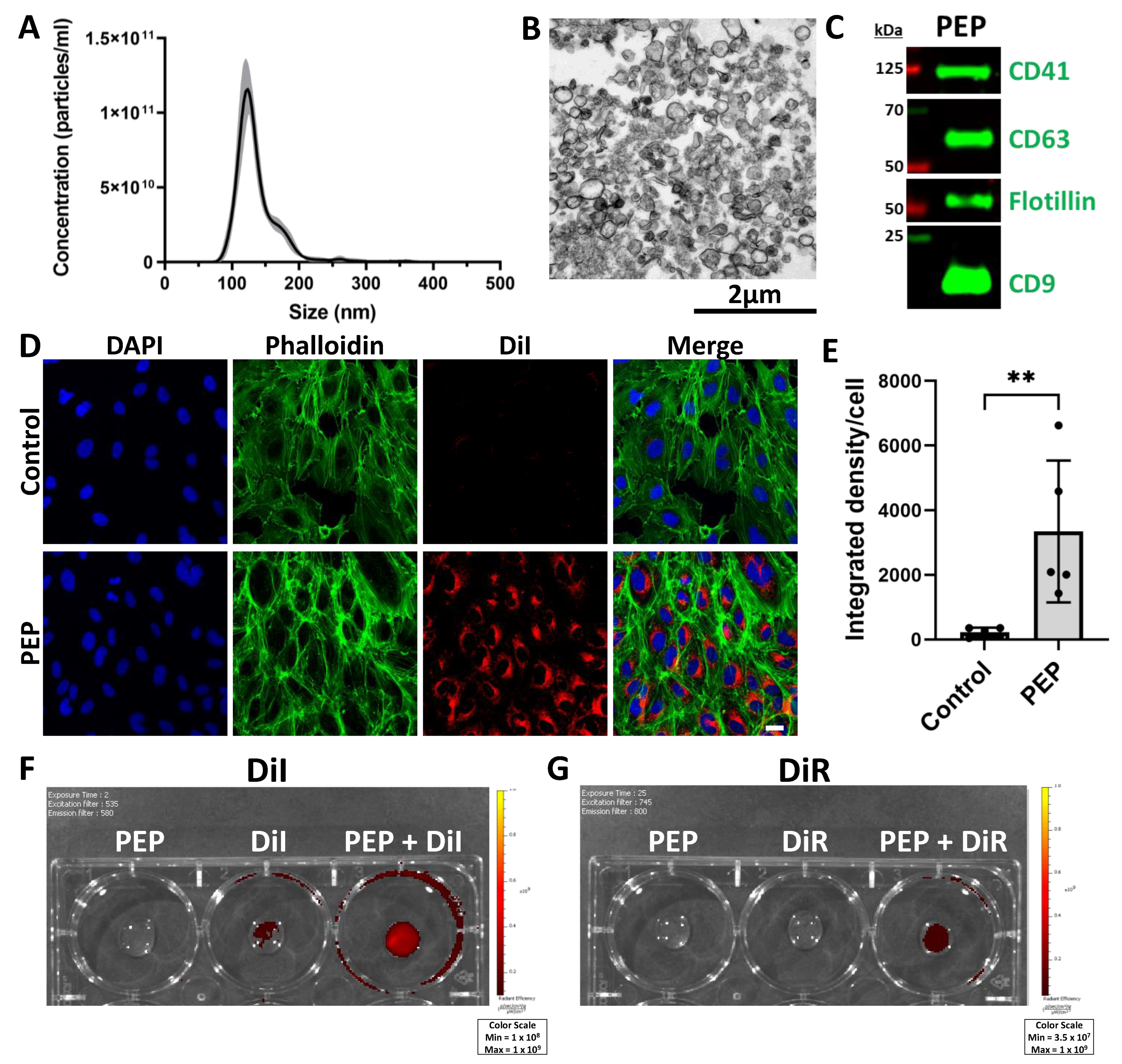 Pulmonary Biodistribution of Platelet-Derived Regenerative