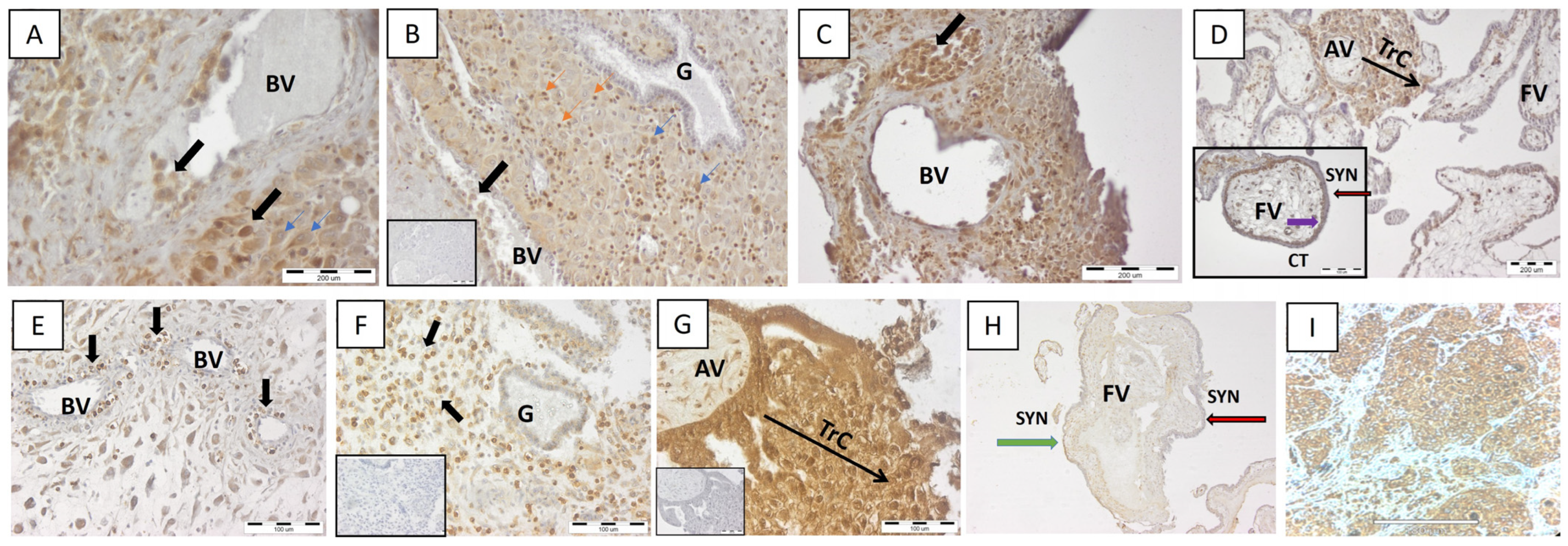 Ijms 25 02643 g002 Ijms 25 02643 g002