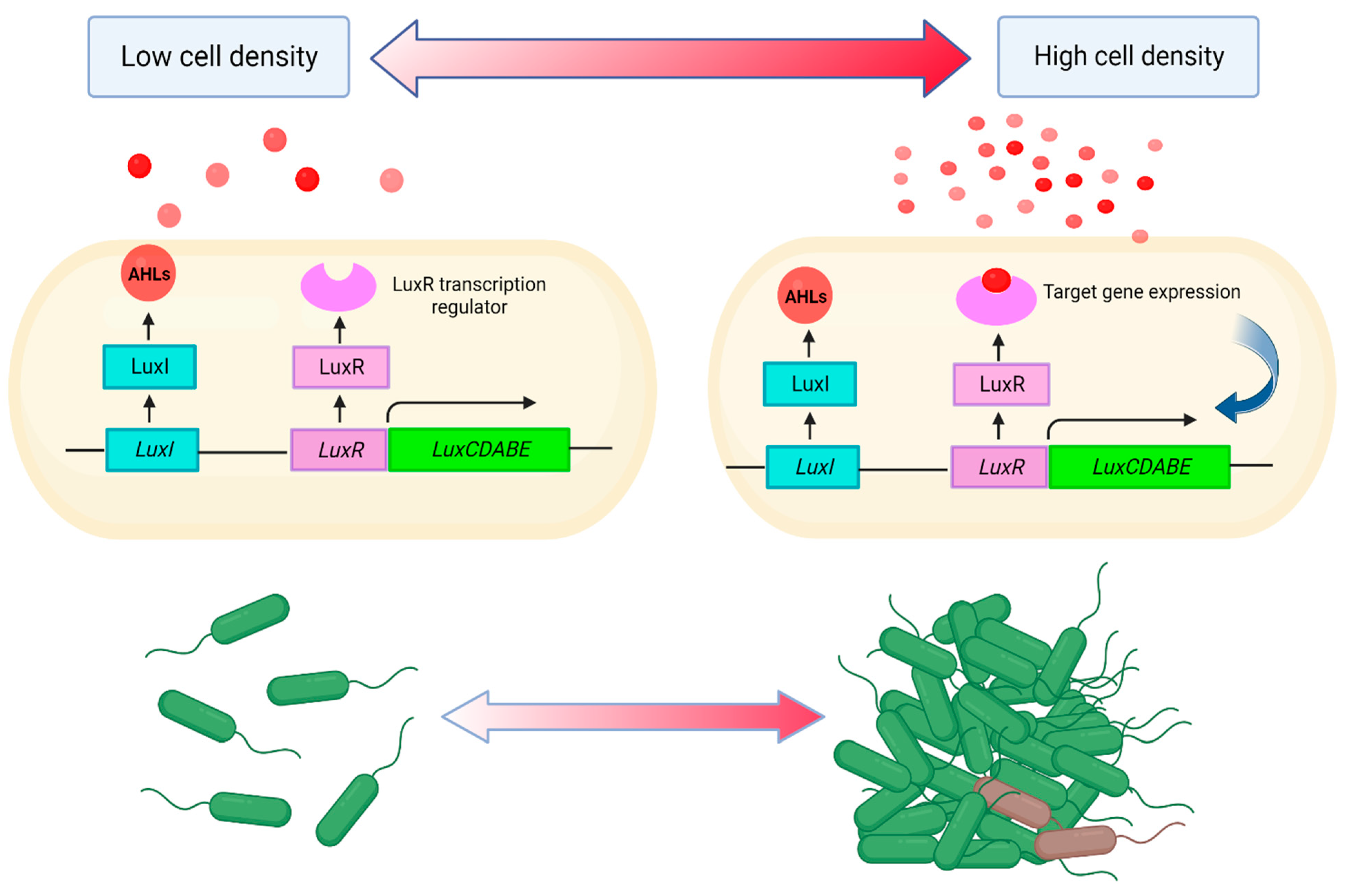 Molecular Aspects of the Functioning of Pathogenic Bacteria 