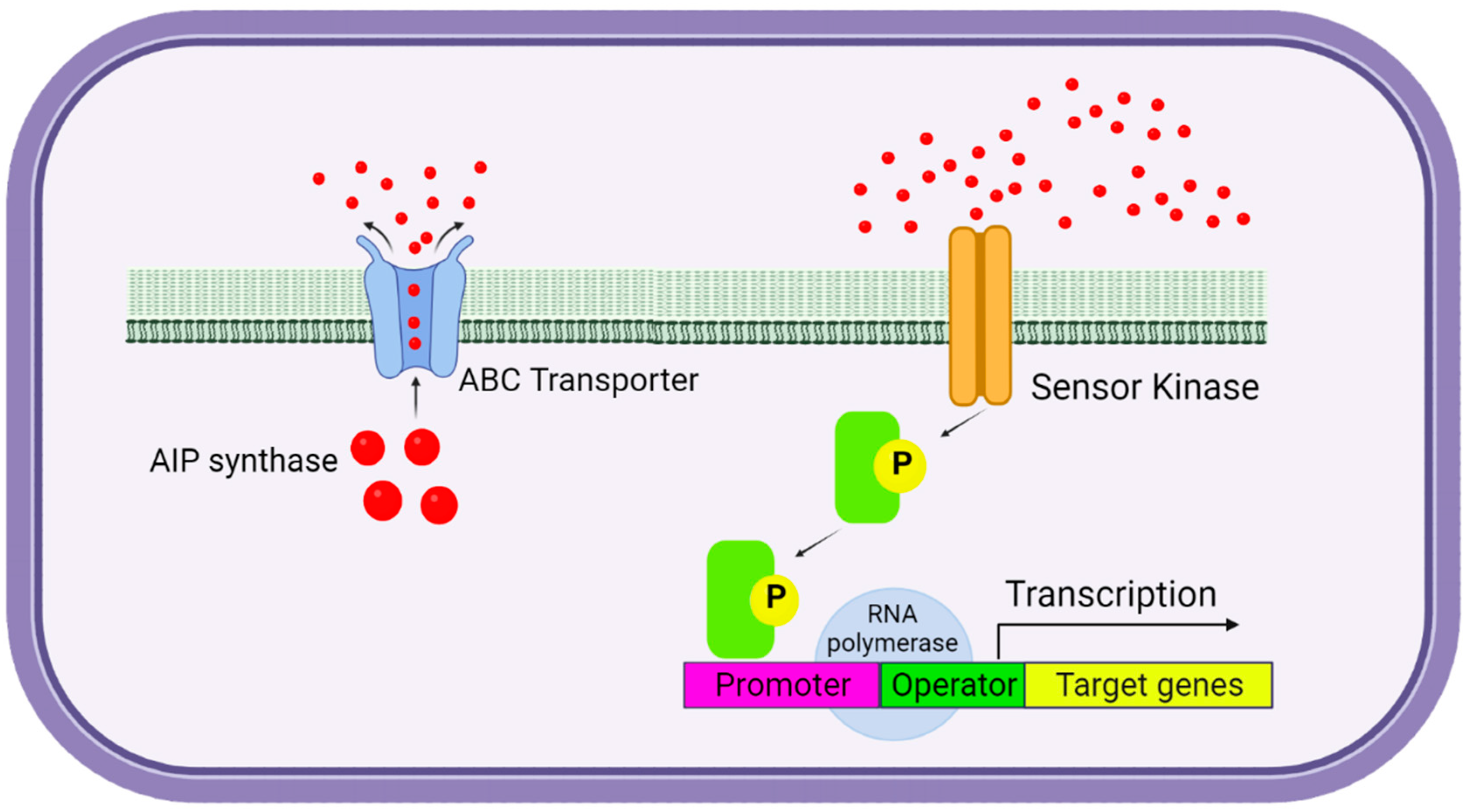 Ijms 25 02655 g002 Ijms 25 02655 g002