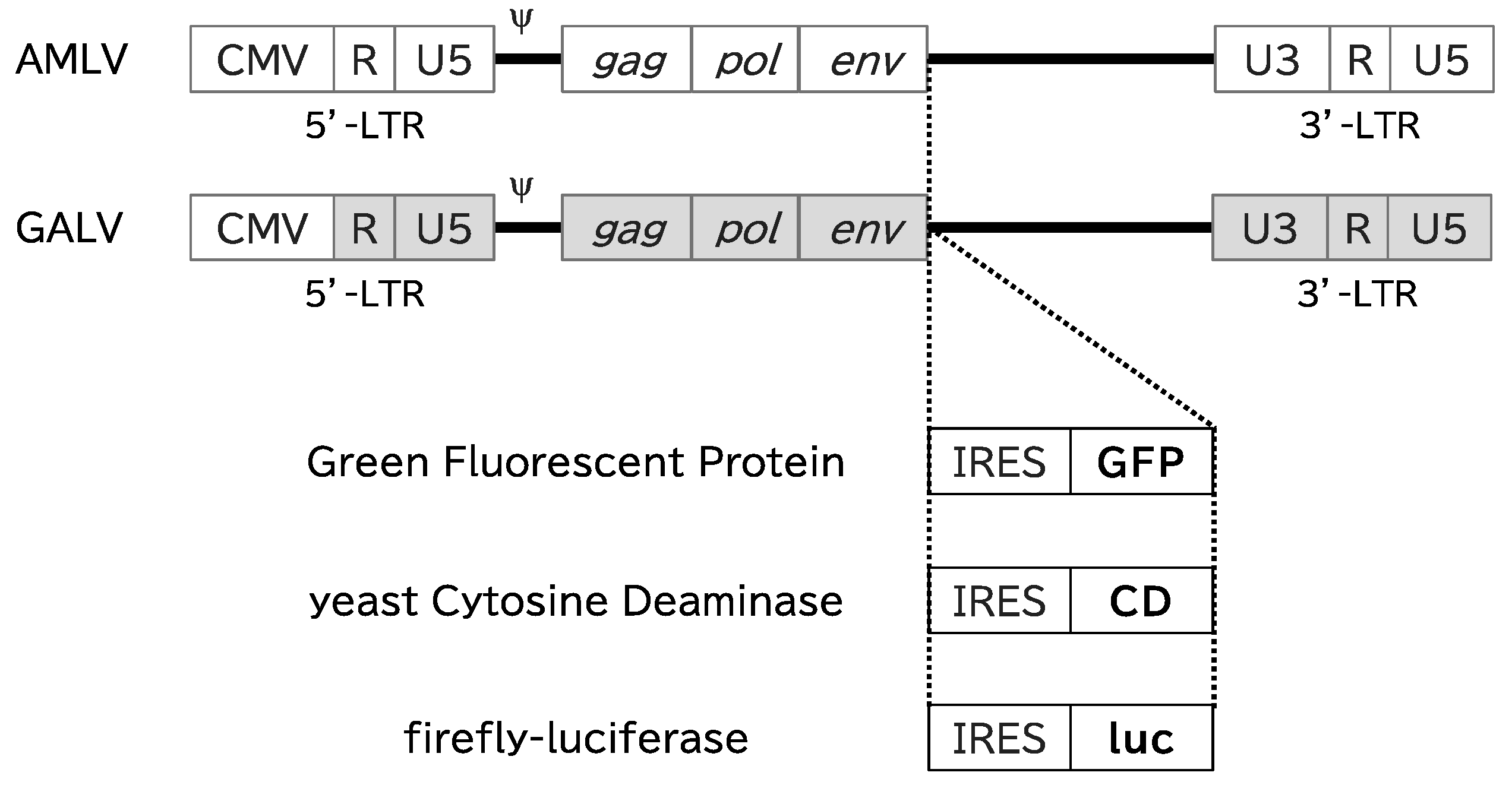 Ijms 25 02657 g001 Ijms 25 02657 g001