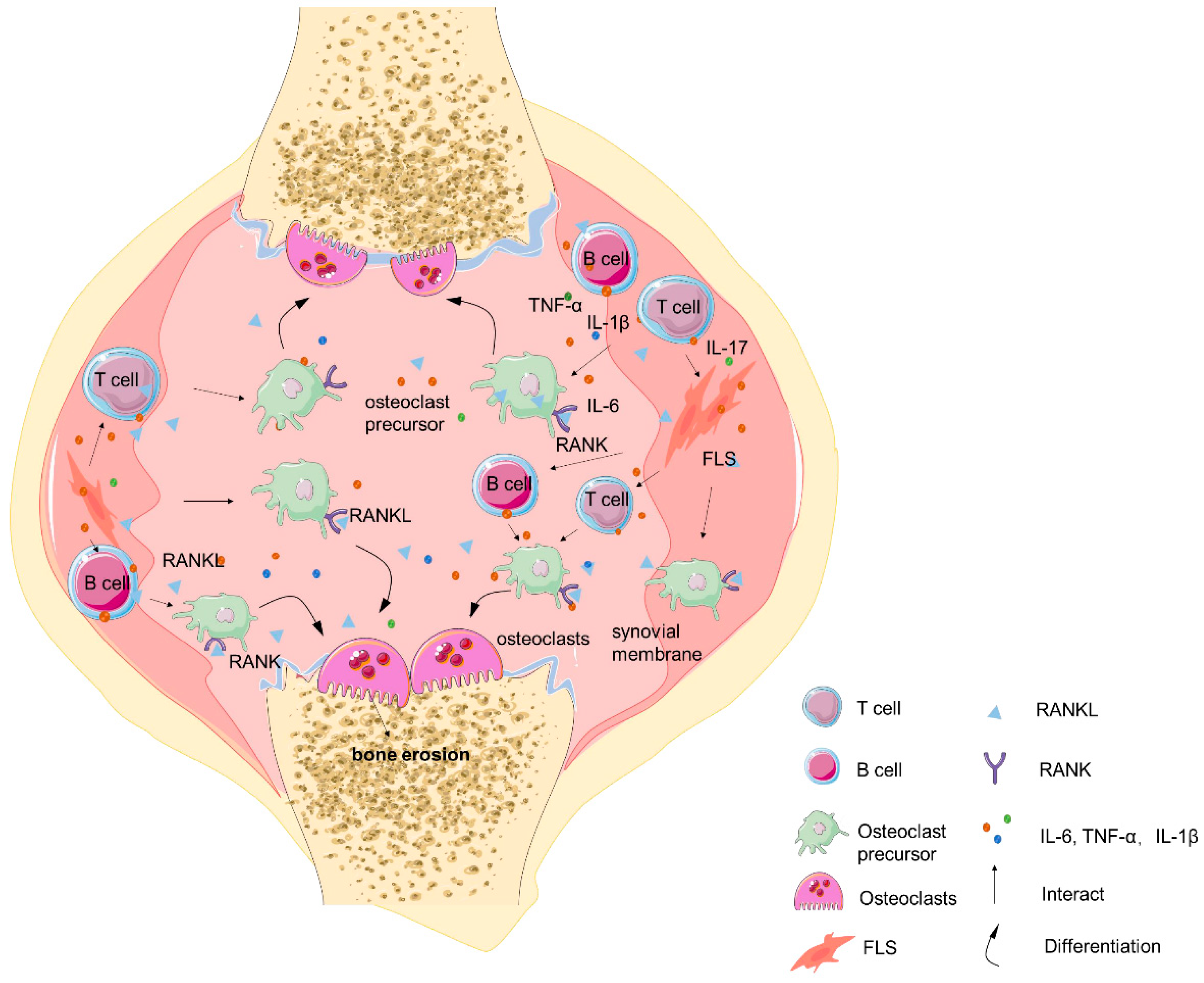 ls little nude models Osteoimmunology: The Crosstalk between T Cells, B Cells, and Osteoclasts in  Rheumatoid Arthritis