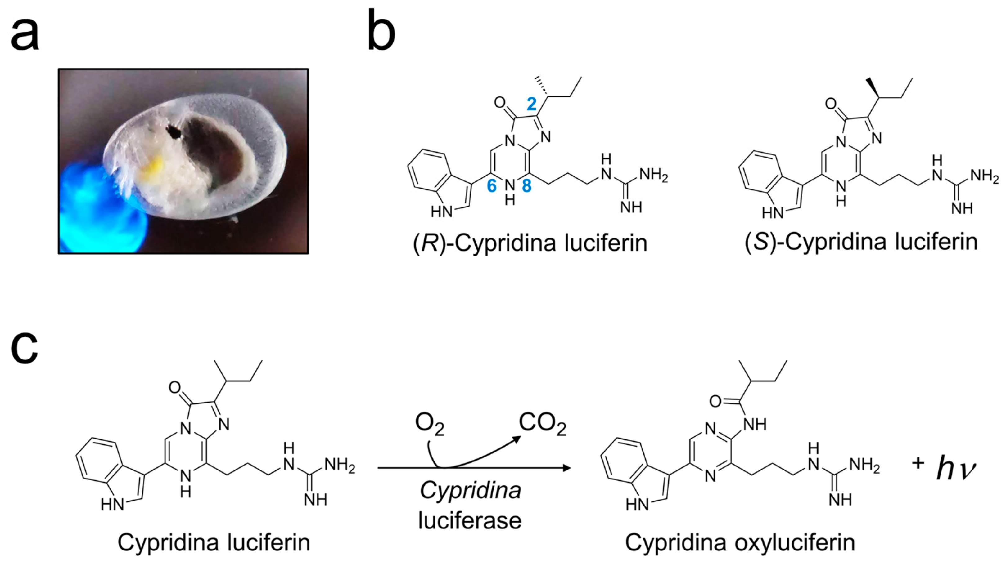 Ijms 25 02699 g001 Ijms 25 02699 g001