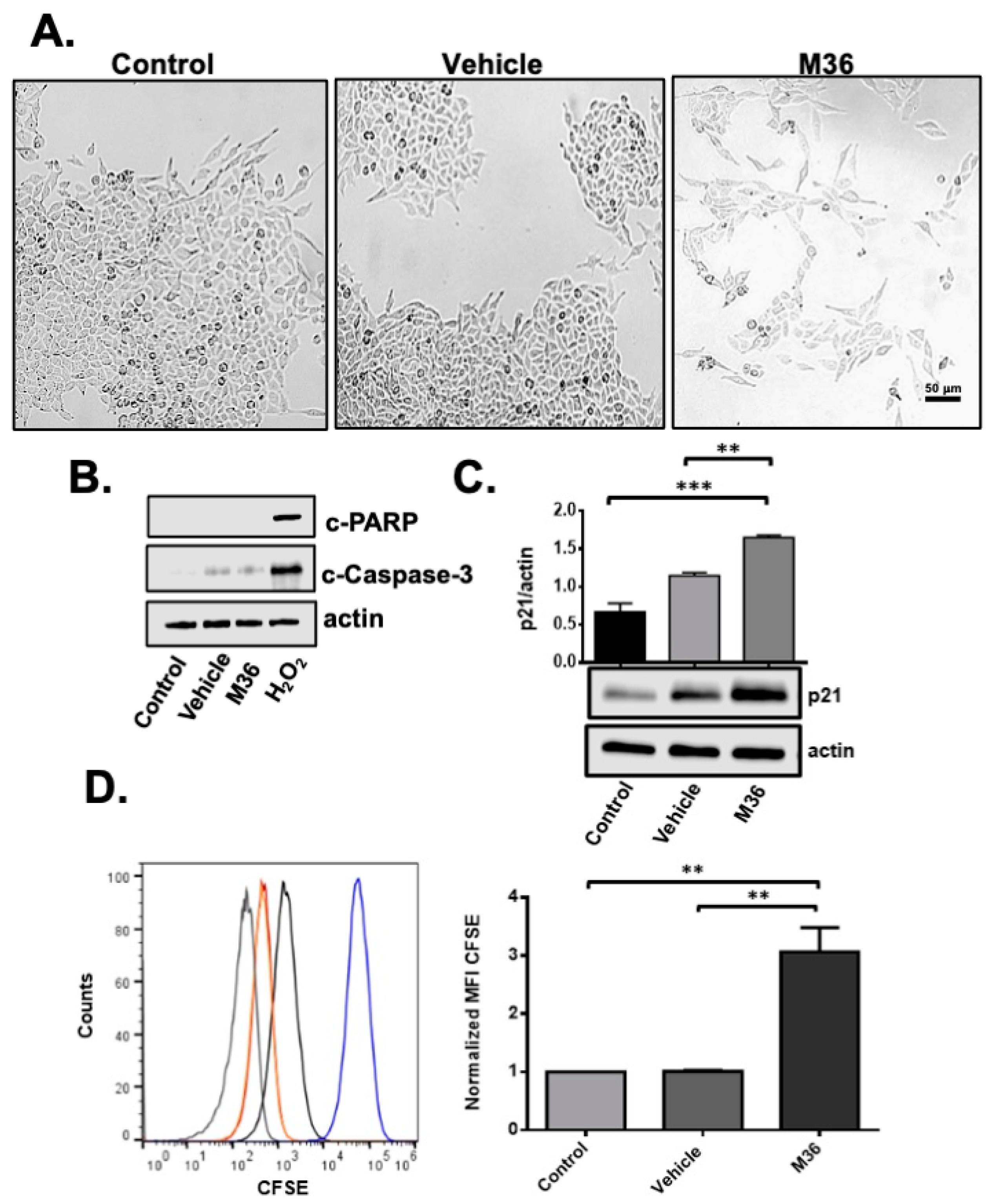 Inhibition of Multifunctional Protein p32/C1QBP Promotes