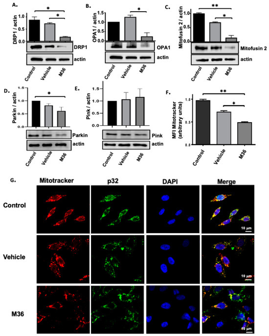 Inhibition of Multifunctional Protein p32/C1QBP Promotes