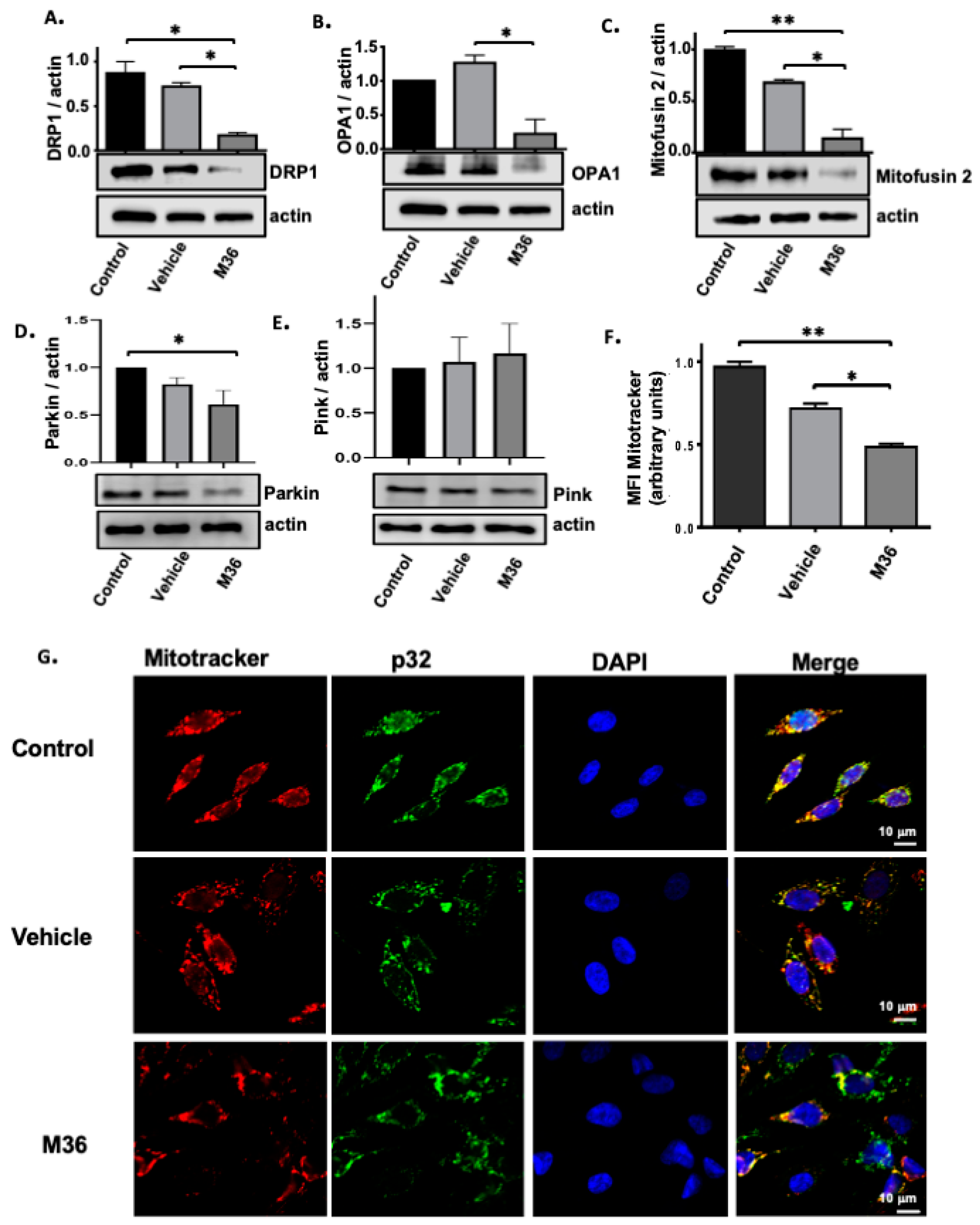Ijms 25 02712 g005 Ijms 25 02712 g005