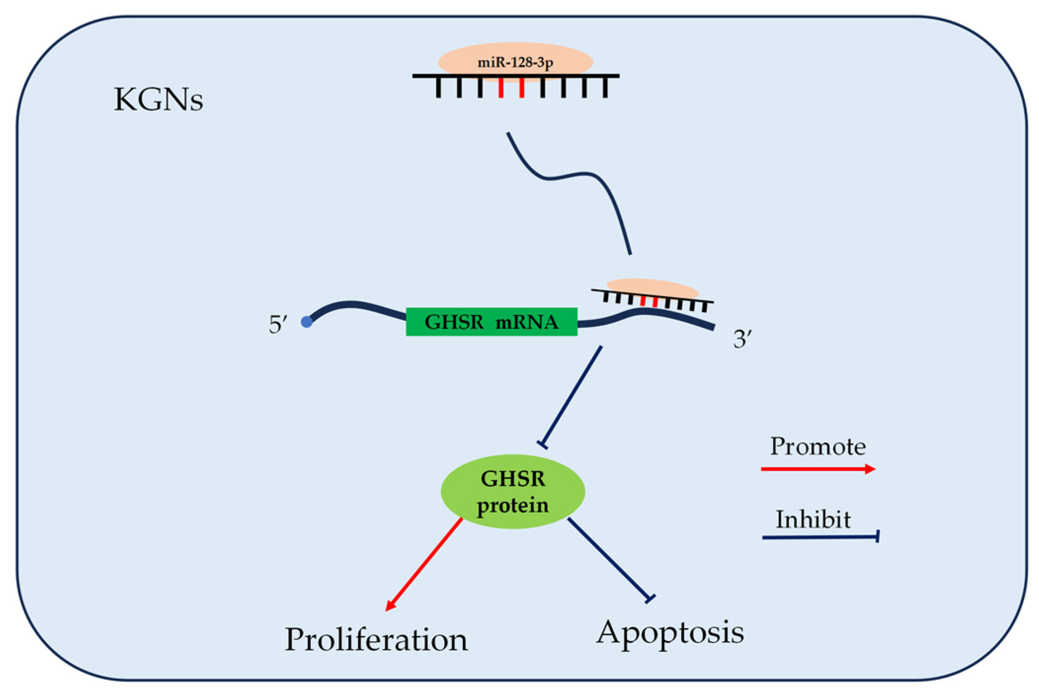 Ijms 25 02720 g007 Ijms 25 02720 g007