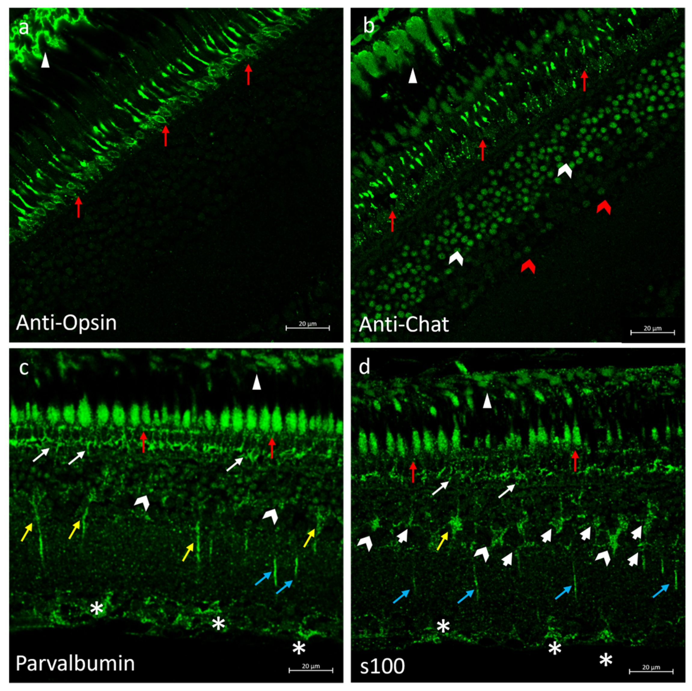 Ijms 25 02732 g006 Ijms 25 02732 g006