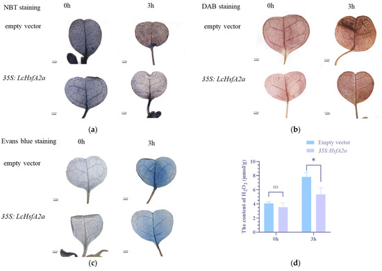 Genome-Wide Analysis of the Liriodendron chinense Hsf Gene