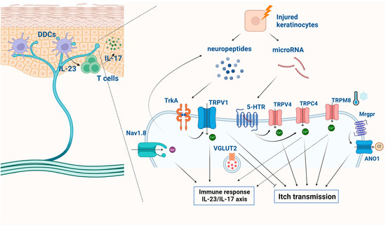 Frontiers | Morphology and phylogeny of ascomycetes