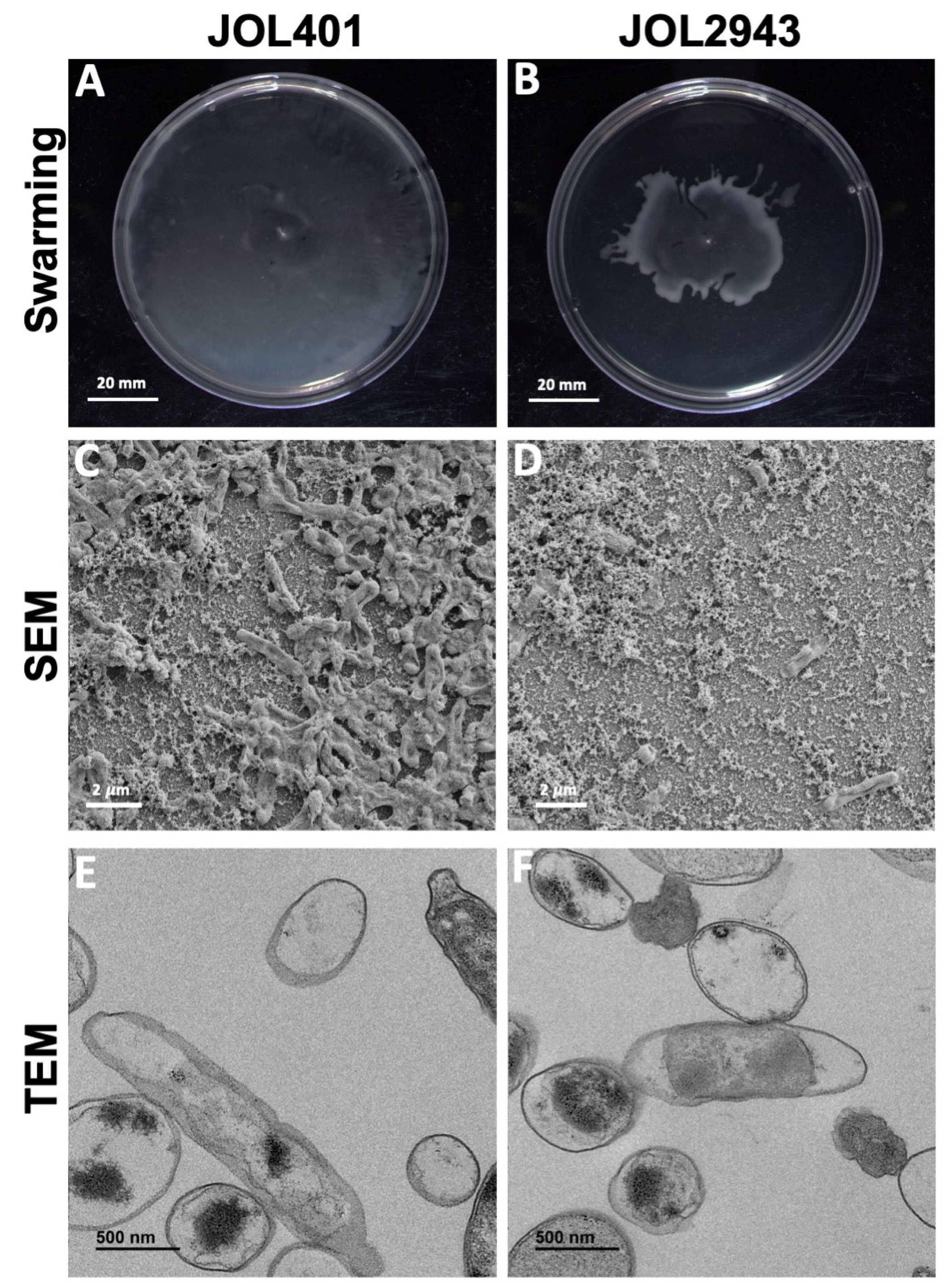 Ijms 25 02760 g002 Ijms 25 02760 g002