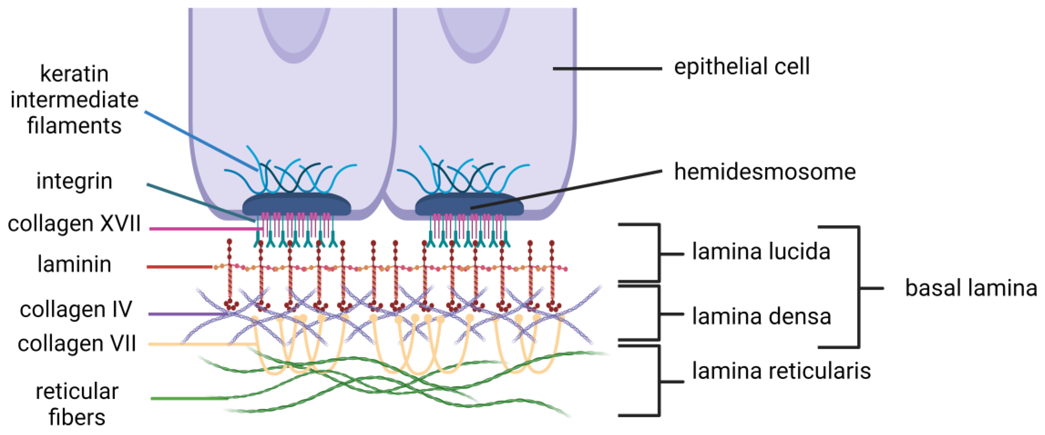 Ijms 25 02763 g001 Ijms 25 02763 g001