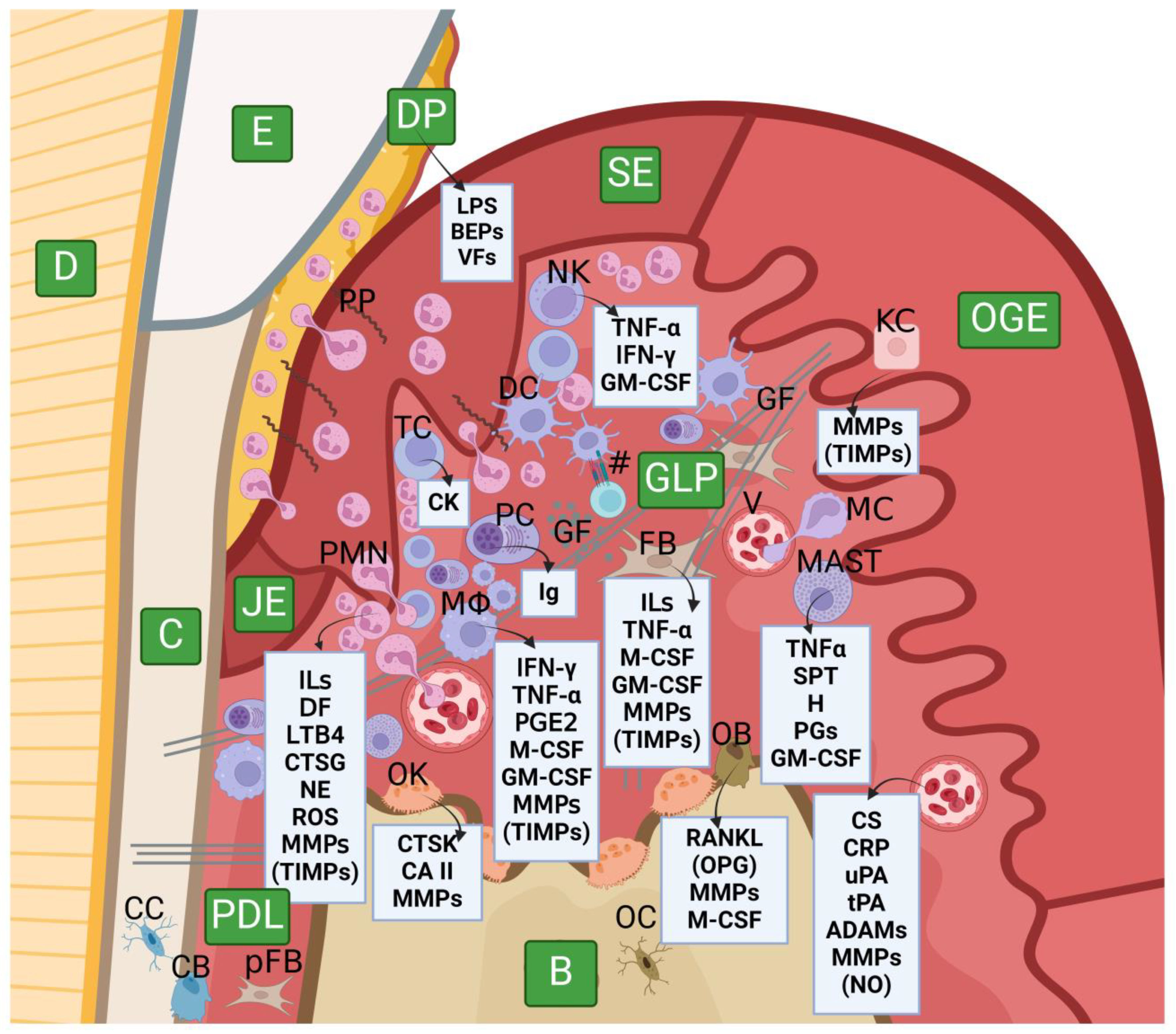 Ijms 25 02763 g005 Ijms 25 02763 g005