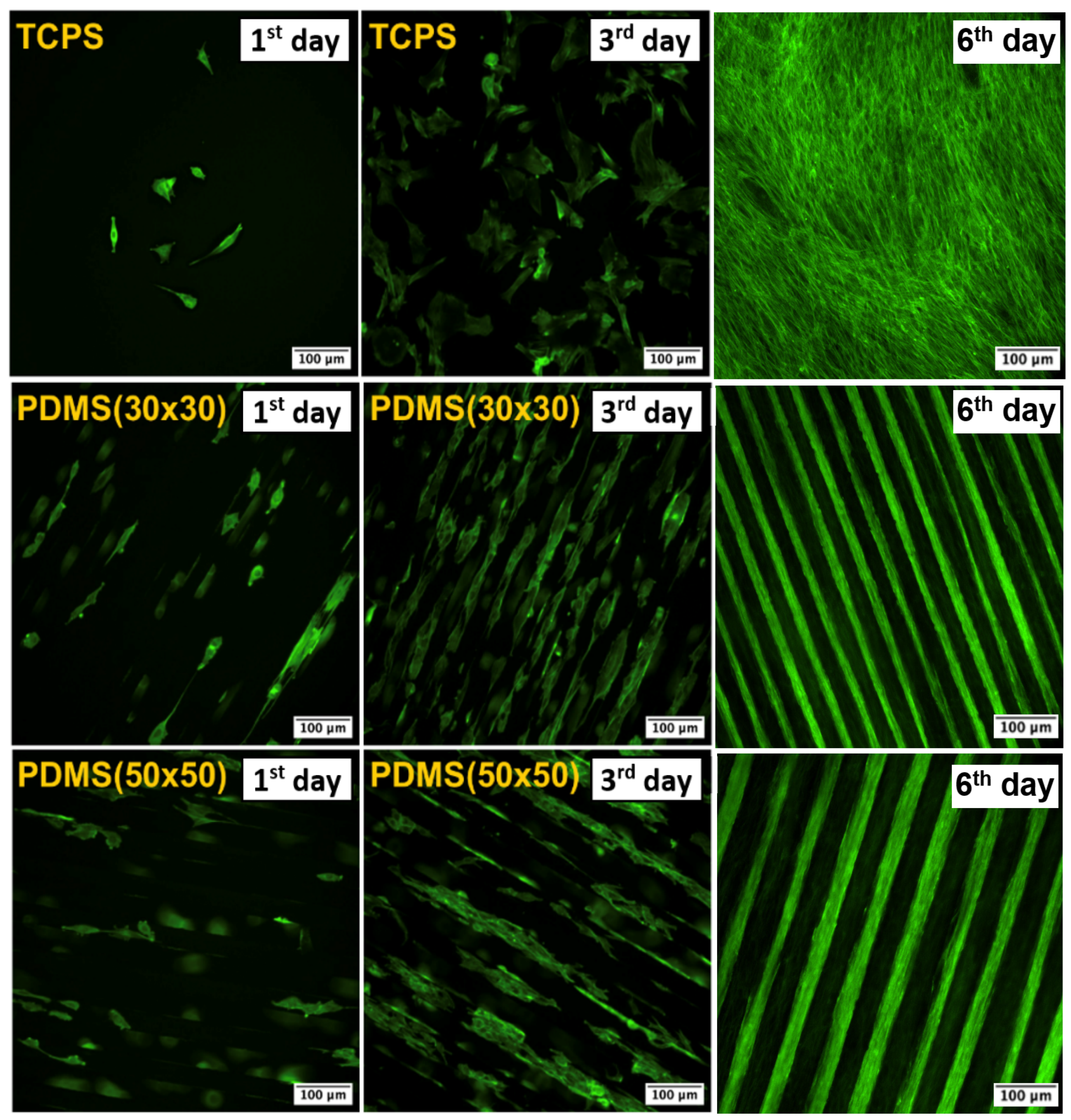 Ijms 25 02779 g007 Ijms 25 02779 g007