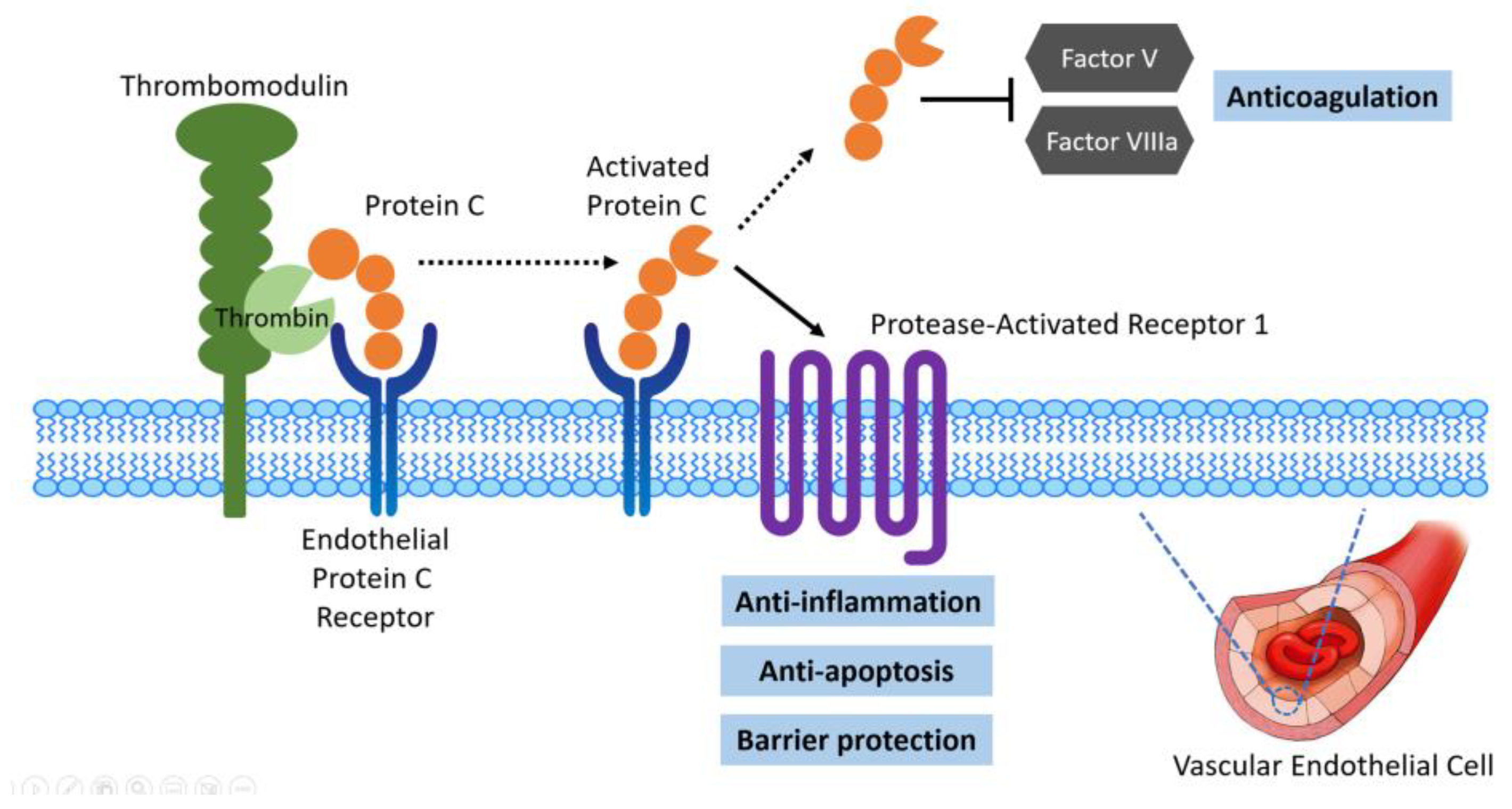 Ijms 25 02783 g005 Ijms 25 02783 g005