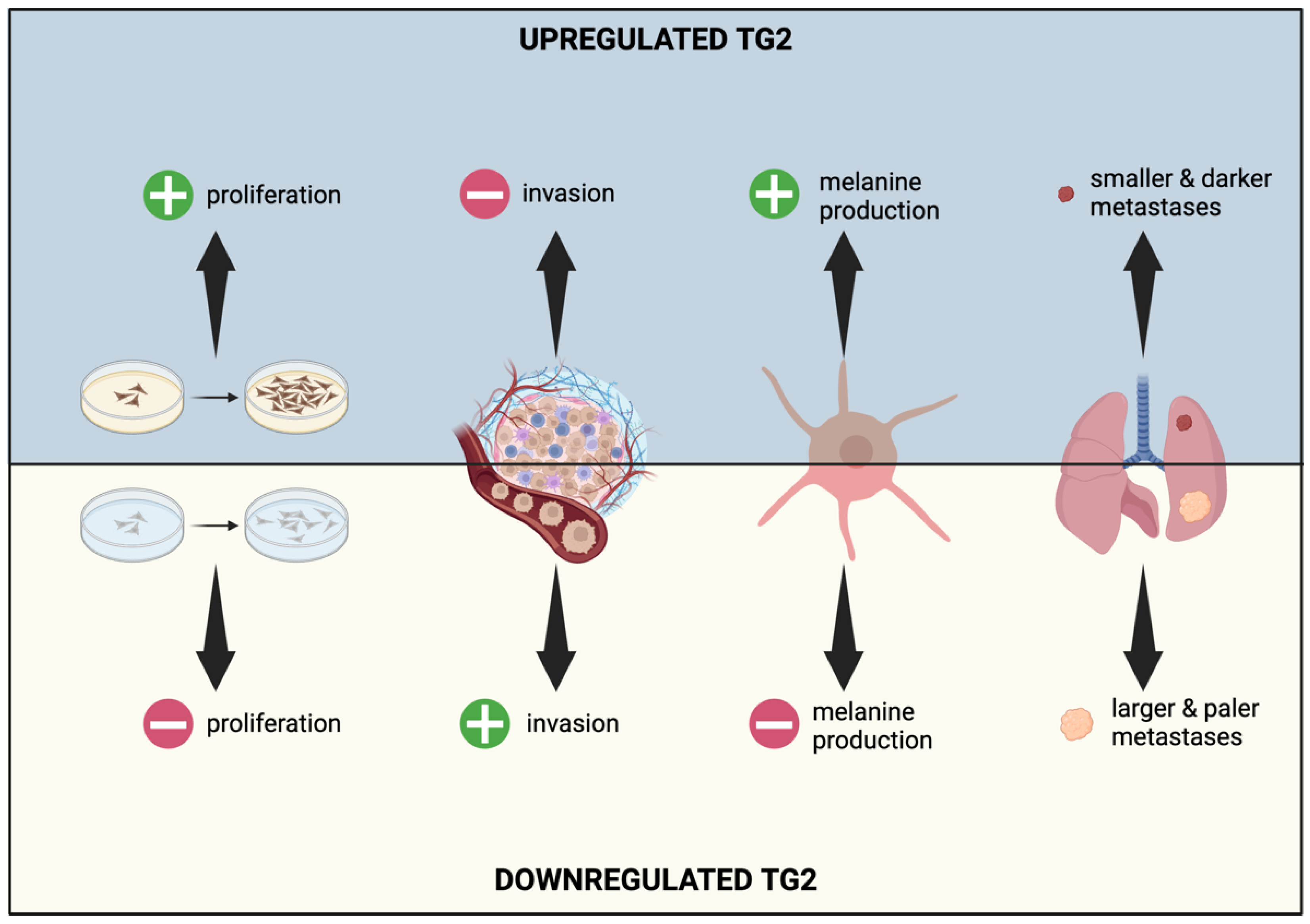 Ijms 25 02797 g005 Ijms 25 02797 g005