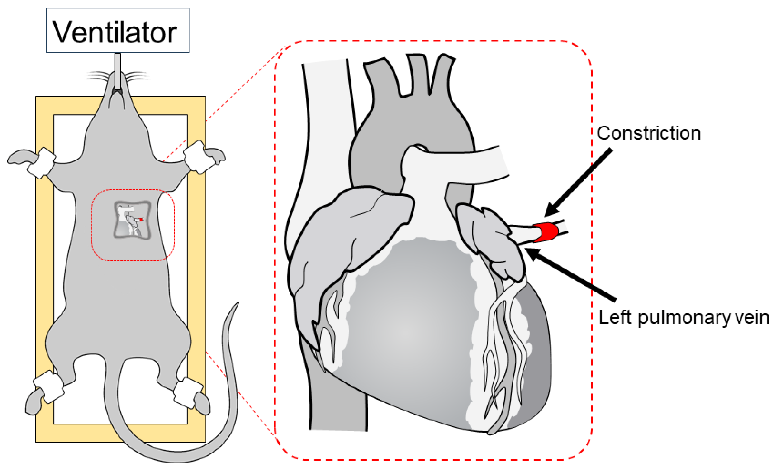 IJMS Free Full Text A Novel Rat Model Of Mild Pulmonary ijms-free-full-text-a-novel-rat-model-of-mild-pulmonary